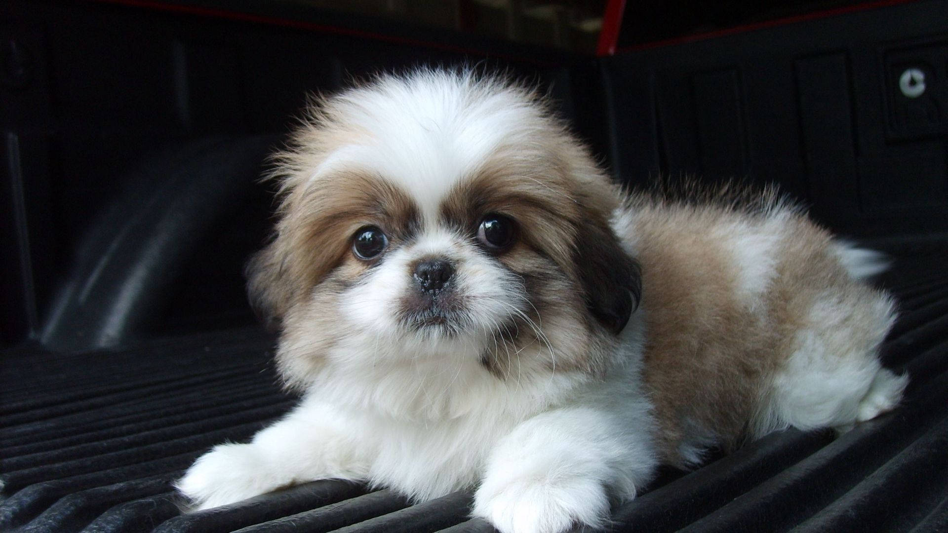 shih tzu 桌布 壁紙 — 一隻毛茸茸的白色和棕褐色小狗，有著大大的深色眼睛，蜷縮在黑色有棱紋的皮卡車斗裡。