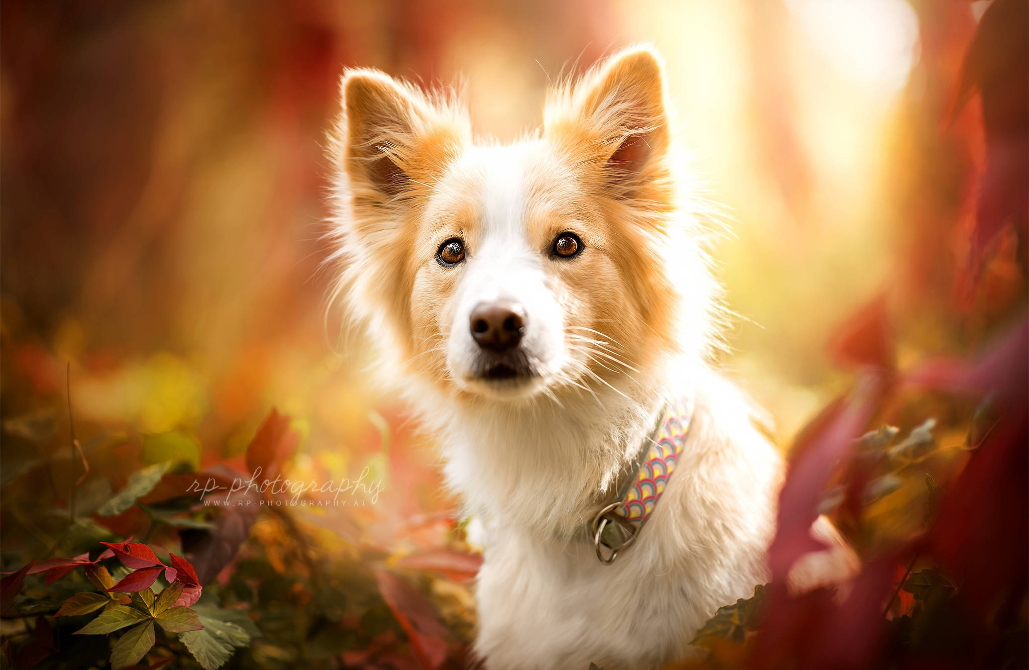 可愛狗狗 桌布 壁紙 — 一隻毛茸茸的白色和棕褐色狗，眼睛明亮，坐在充滿活力的秋葉中，沐浴在溫暖的金色陽光下。