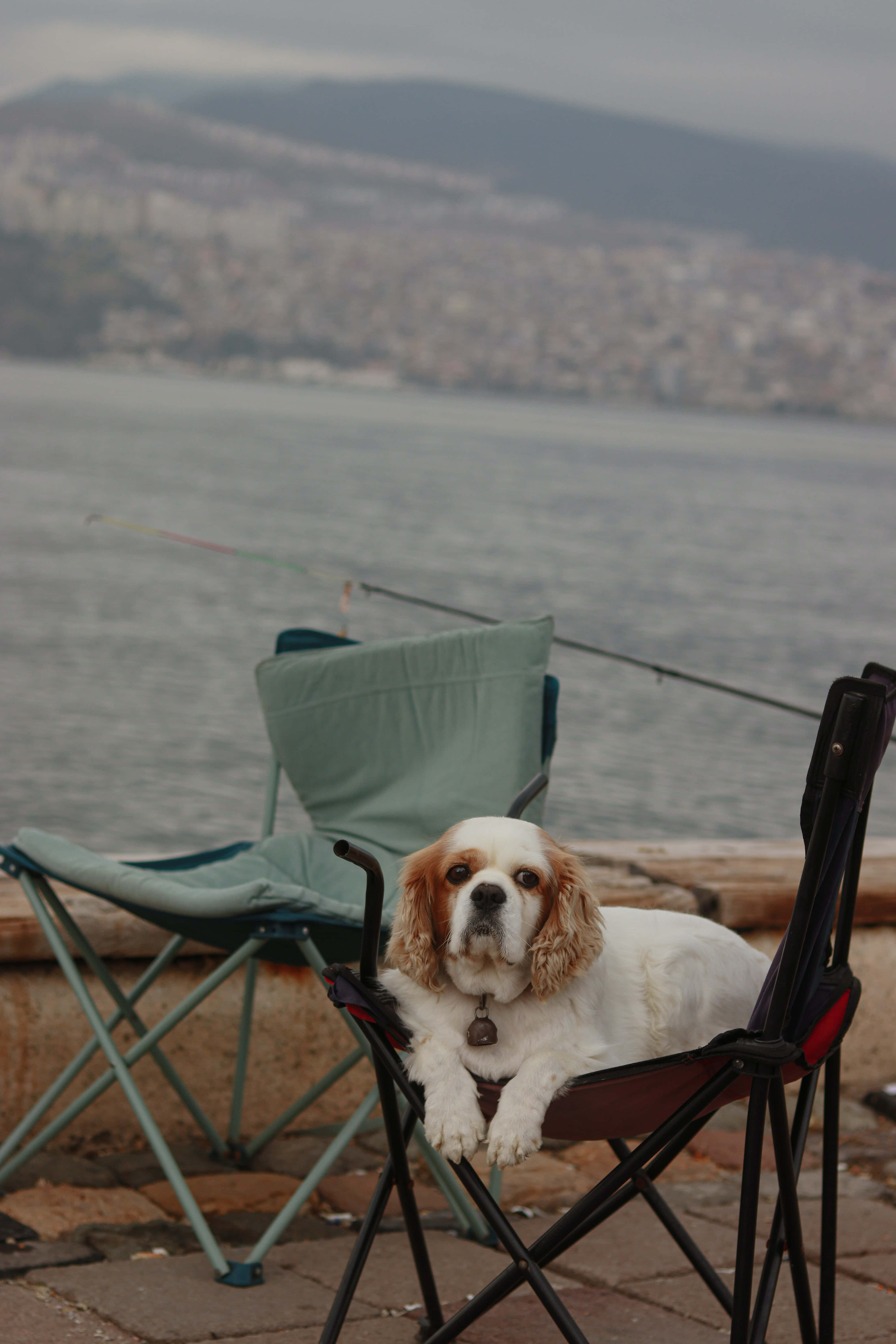 Aesthetic Beachy 桌布 壁紙 — 一隻毛茸茸的白色和棕褐色狗在海濱碼頭的摺疊椅上休息，背景是城市天際線和大海。
