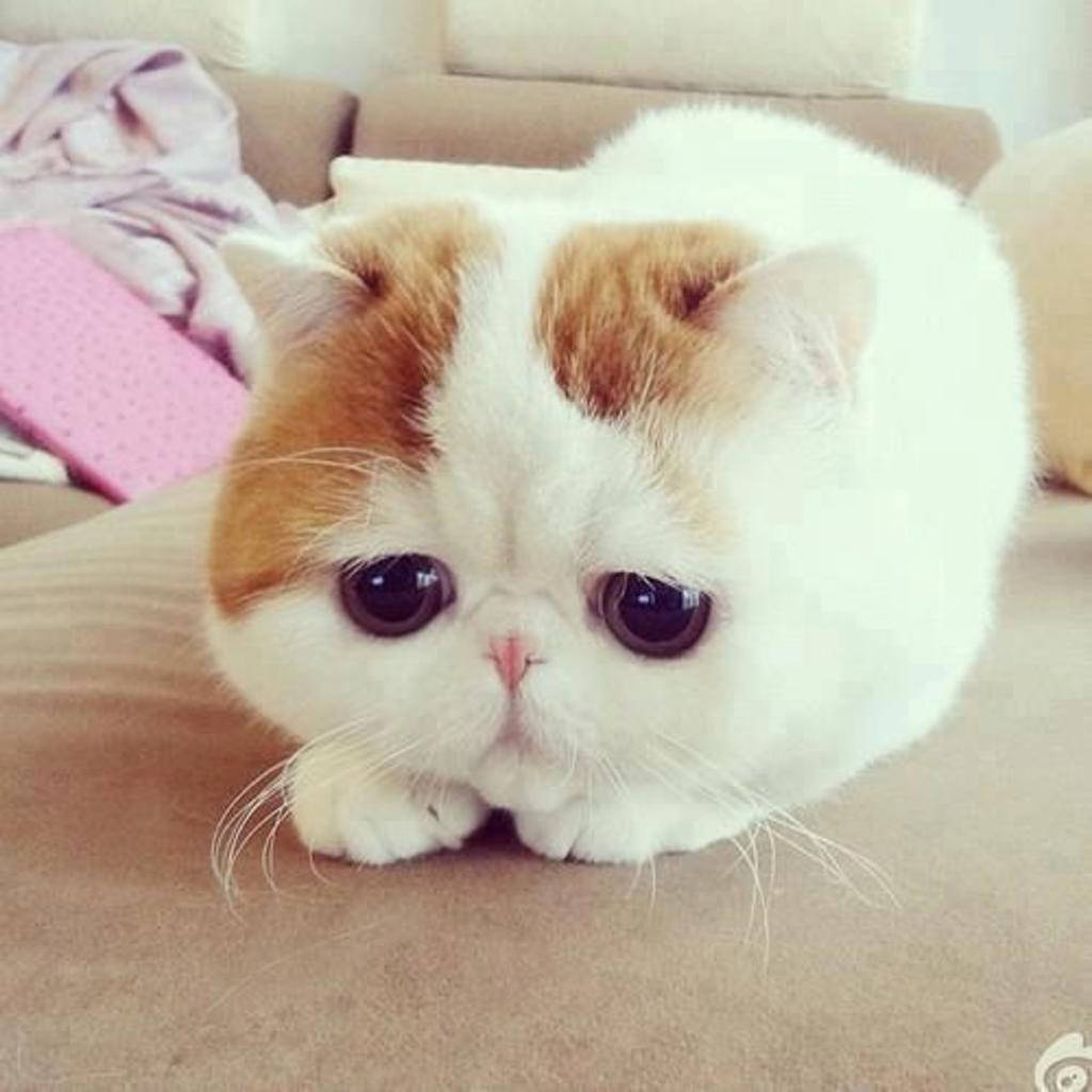 Sad Cat 桌布 壁紙 — 一隻毛茸茸的白色和橙色波斯貓，有著大大的深色眼睛，可愛地坐在米色沙發上。