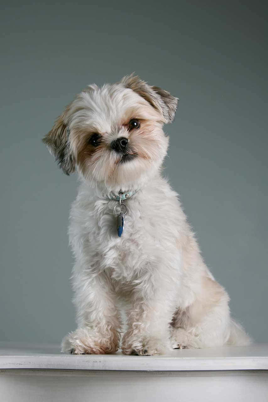 shih tzu 桌布 壁紙 — 一隻毛茸茸的白色和淺棕色西施犬專注地坐在白色表面上，背景是柔和的灰色。