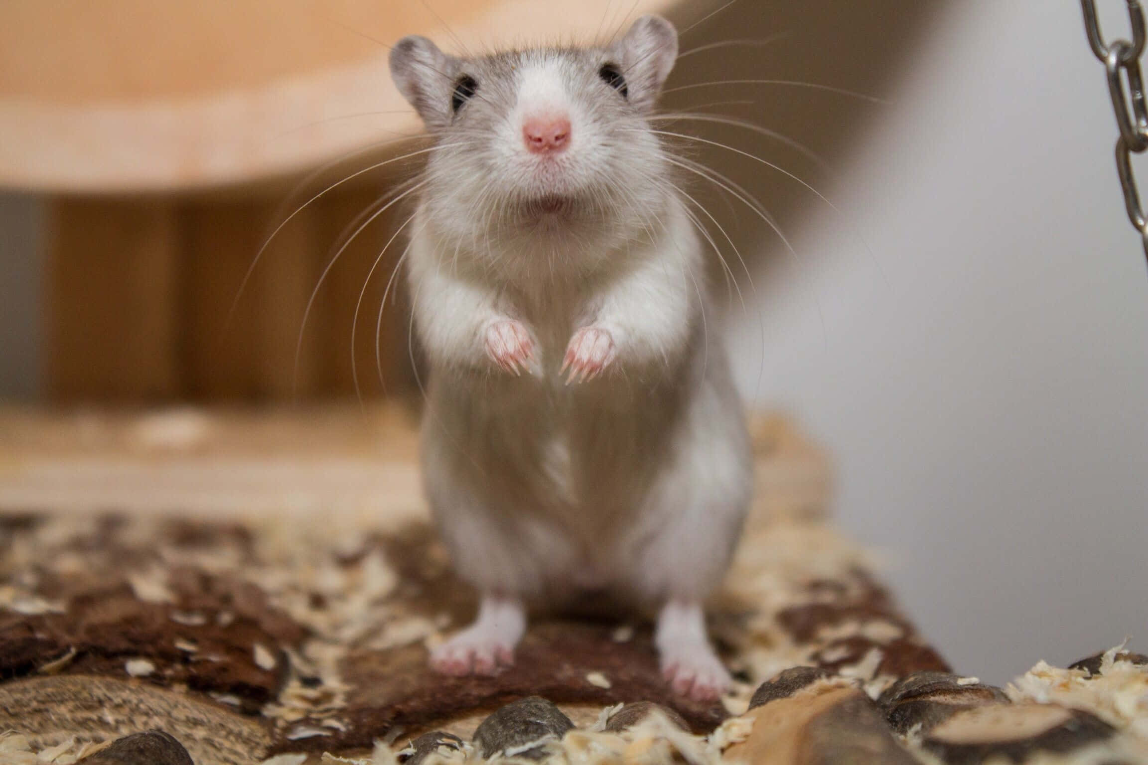 Gerbil 桌布 壁紙 — 一隻毛茸茸的白色和灰色倉鼠站立在木屑上，小爪子抬起，擺出好奇的姿勢。