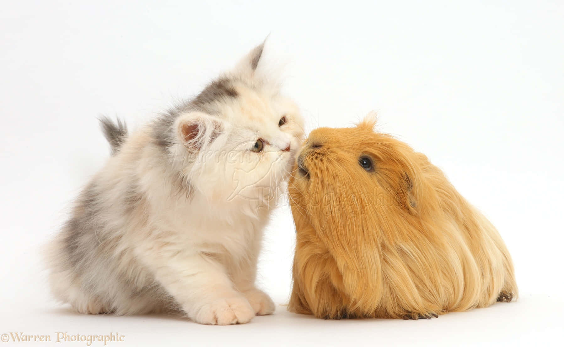guinea pig 桌布 壁紙 — 一隻毛茸茸的白色和灰色小貓咪，在純白背景上輕輕地蹭著一隻金色的天竺鼠。