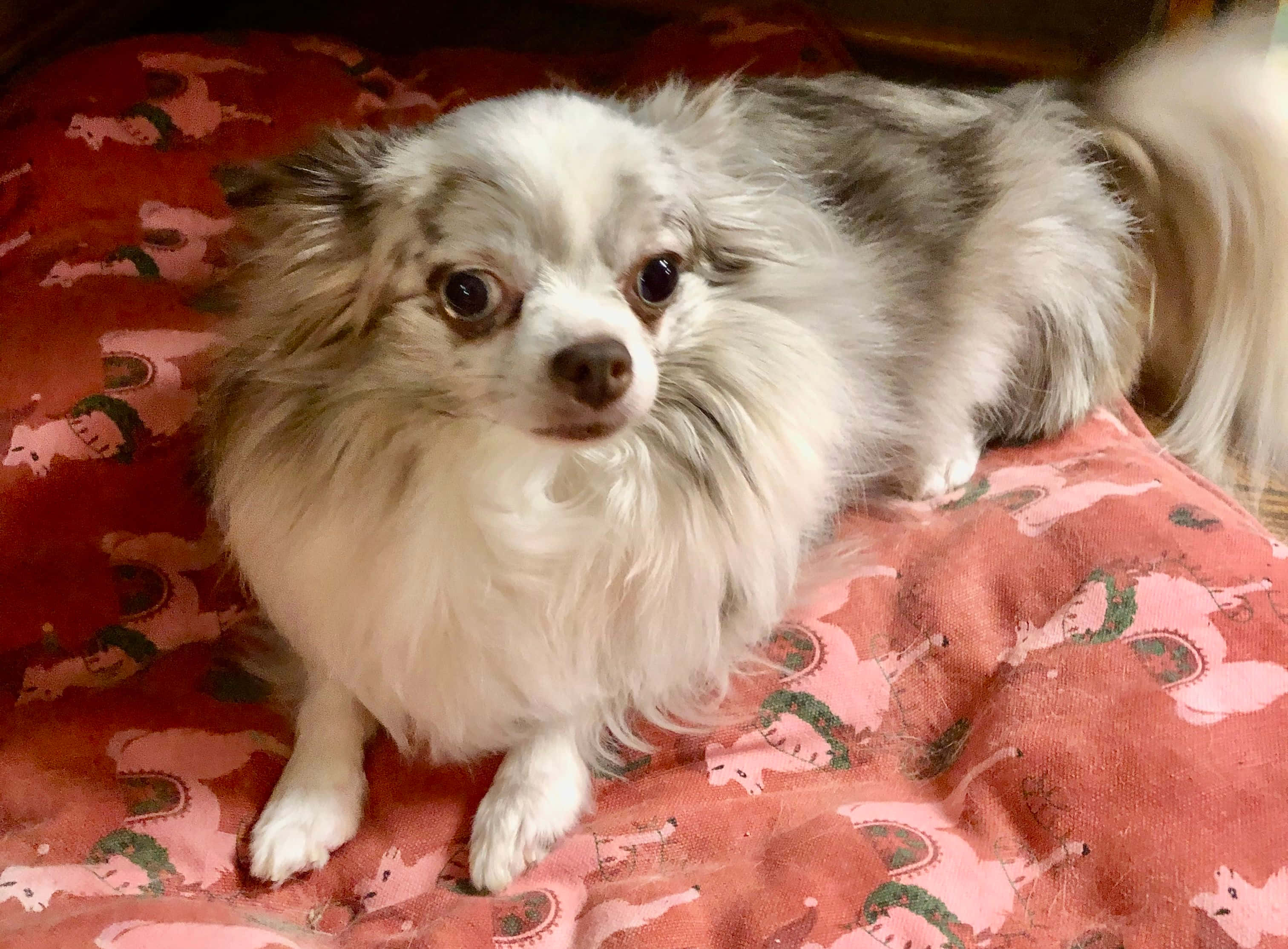 Chihuahua 桌布 壁紙 — 一隻毛茸茸的白色和灰色蝴蝶犬，有著大大的黑色眼睛，專注地坐在紅色圖案毯子上。