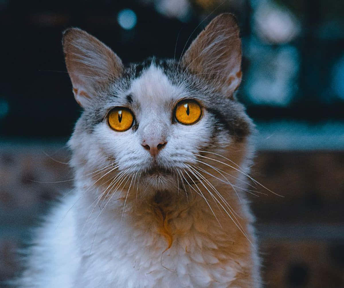 Beautiful Cats 桌布 壁紙 — 一隻毛茸茸的白色和灰色貓咪，在模糊的深色背景下，用牠搶眼的金色眼睛專注地看著鏡頭的特寫。