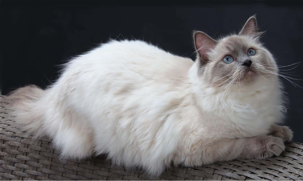 Ragdoll 桌布 壁紙 — 一隻毛茸茸的白色和灰色貓咪，擁有引人注目的藍色眼睛，在深色背景前的編織表面上慵懶地躺著。