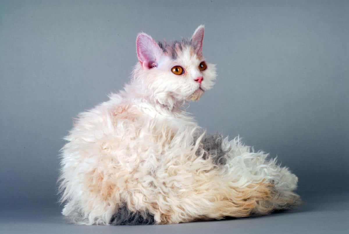 Selkirk Rex 桌布 壁紙 — 一隻毛茸茸的白色和灰色貓咪，有著引人注目的橙色眼睛，坐在柔和的灰色背景前。