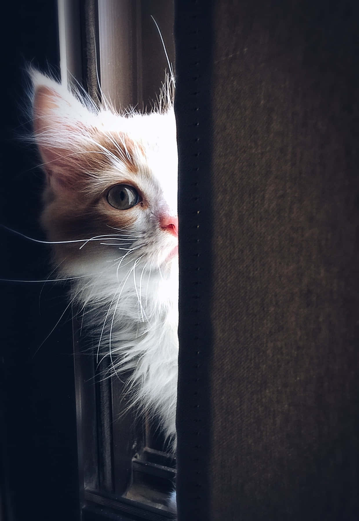 Beautiful Cats 桌布 壁紙 — 一隻毛茸茸的白色和薑黃色小貓，用綠色的大眼睛好奇地從深色窗簾後探出頭來。