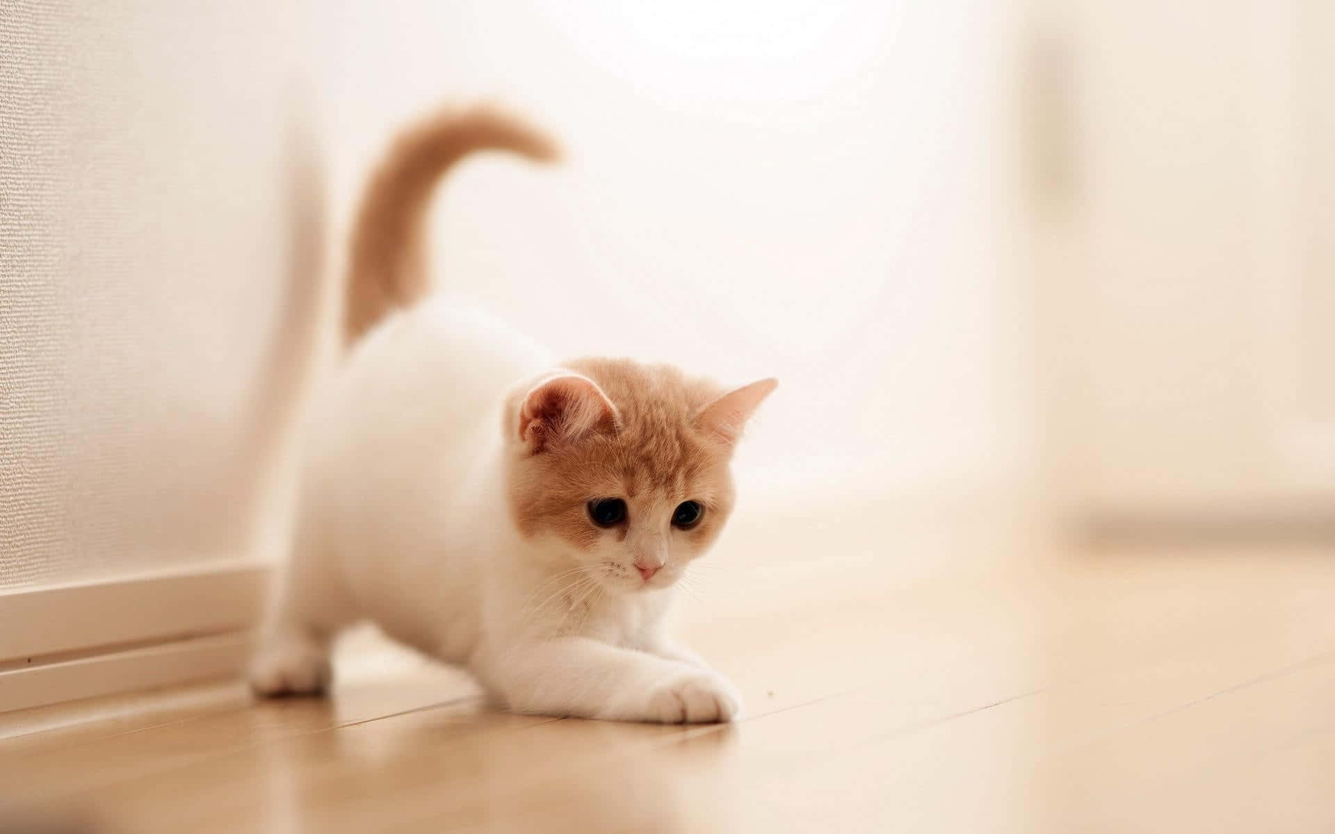 Cute Cat 桌布 壁紙 — 一隻毛茸茸的白色和薑黃色小貓警覺地蹲在明亮的窗戶附近的木地板上。