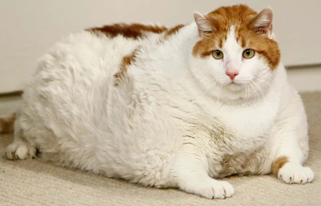 Fat Cat 桌布 壁紙 — 一隻毛茸茸的白色和薑黃色貓咪，有著綠色眼睛，威風凜凜地躺在米色地毯上，直視鏡頭。
