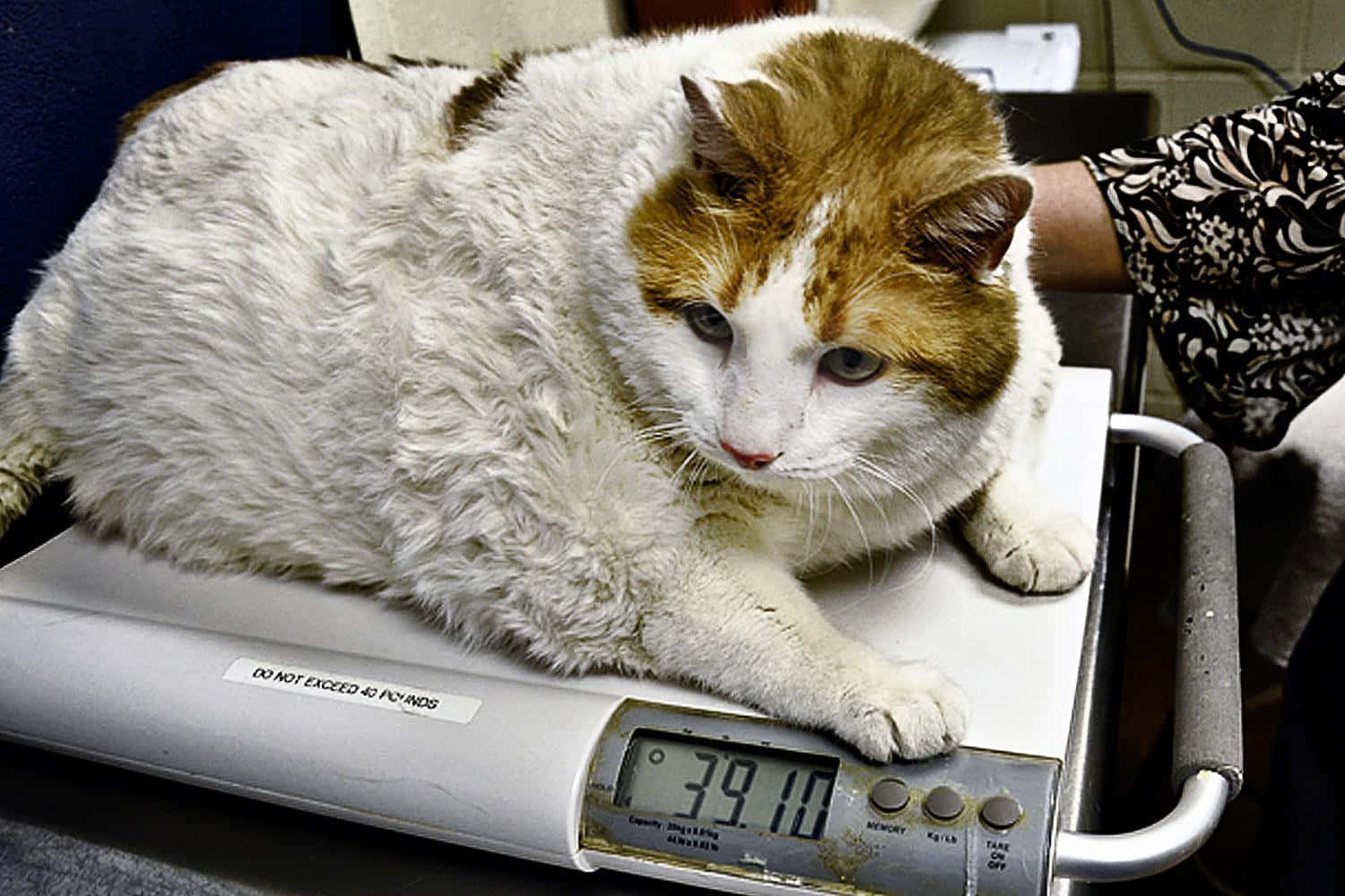 Fat Cat 桌布 壁紙 — 一隻毛茸茸的白色和薑黃色貓咪平靜地躺在臨床環境中的數字秤上，顯示39.10磅。