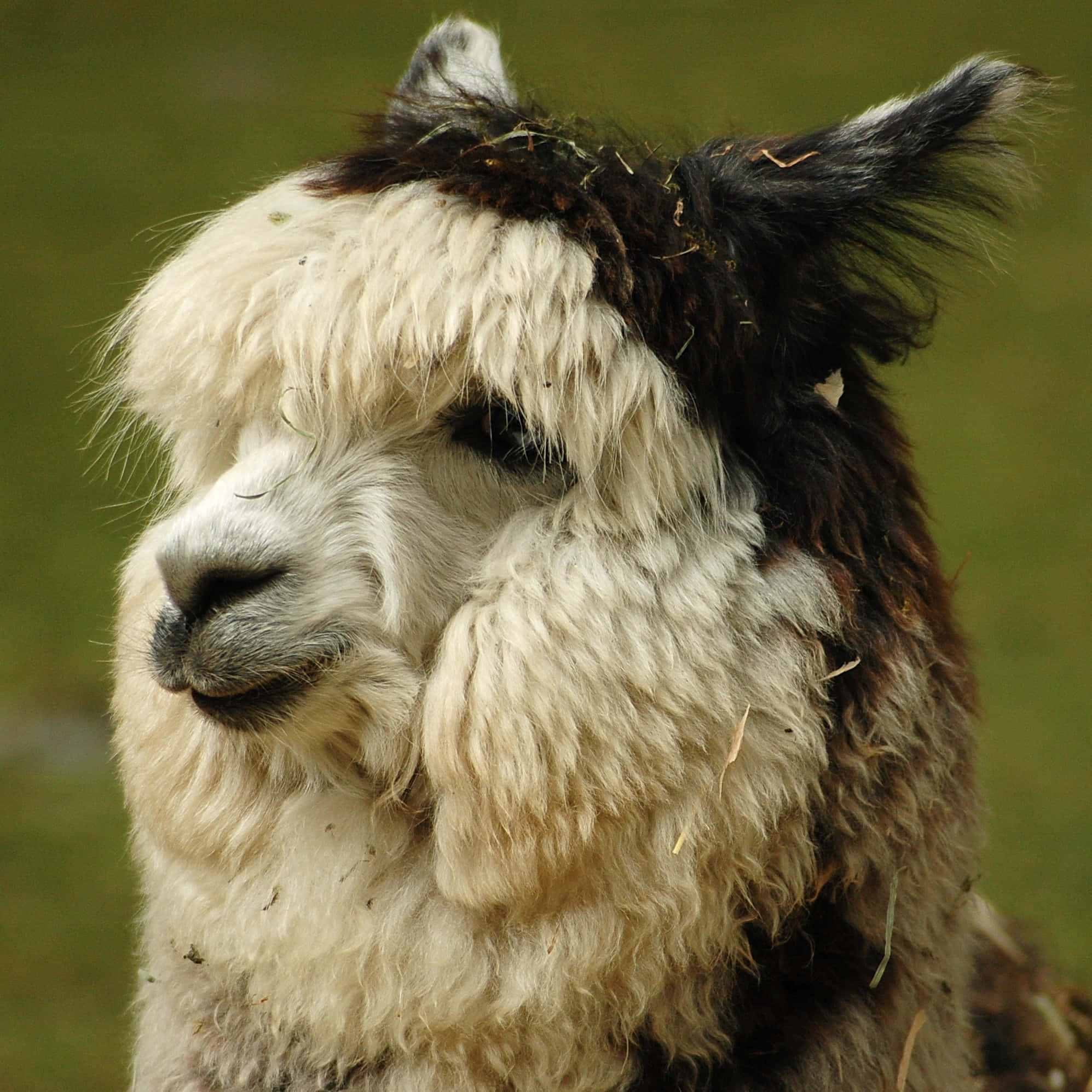 Alpaca 桌布 壁紙 — 一隻毛茸茸的白色和黑色羊駝將頭休息在草地上的特寫。