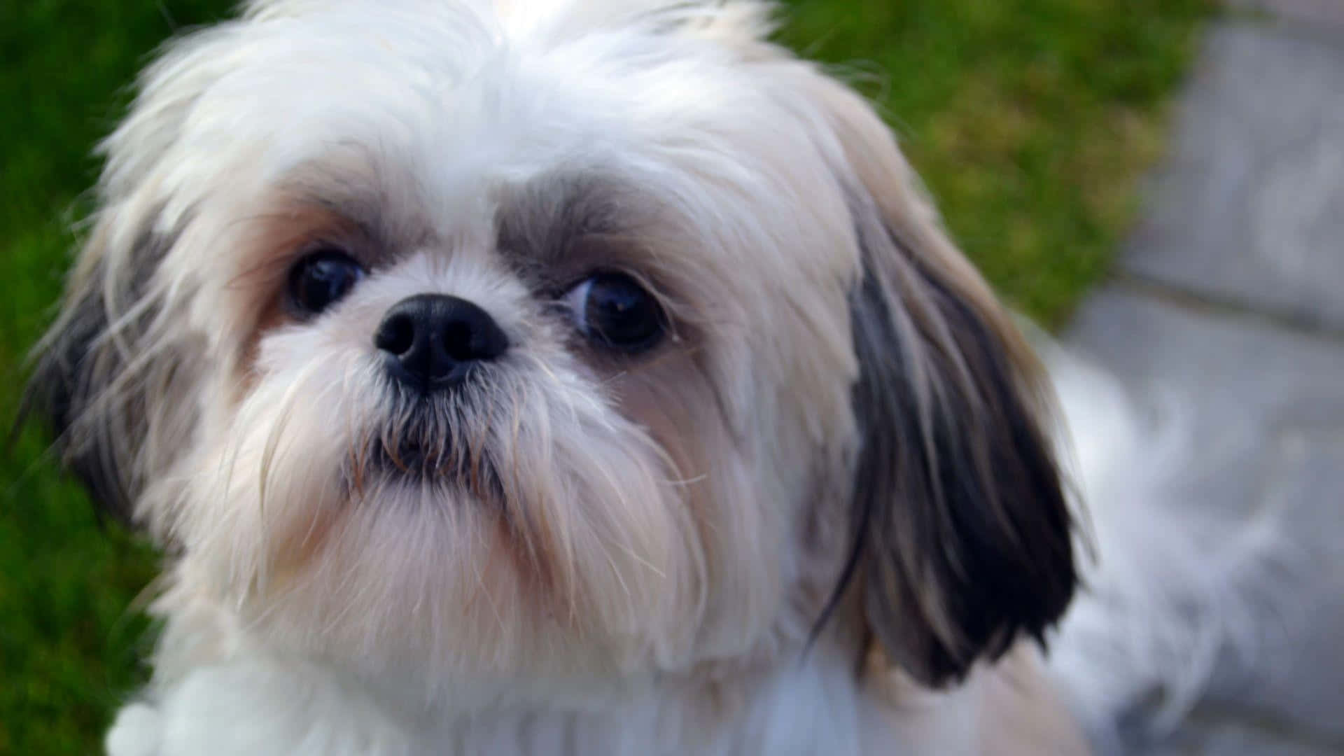 shih tzu 桌布 壁紙 — 一隻毛茸茸的白色和黑色西施犬，有著大大的深色眼睛，好奇地抬頭看向戶外的特寫。