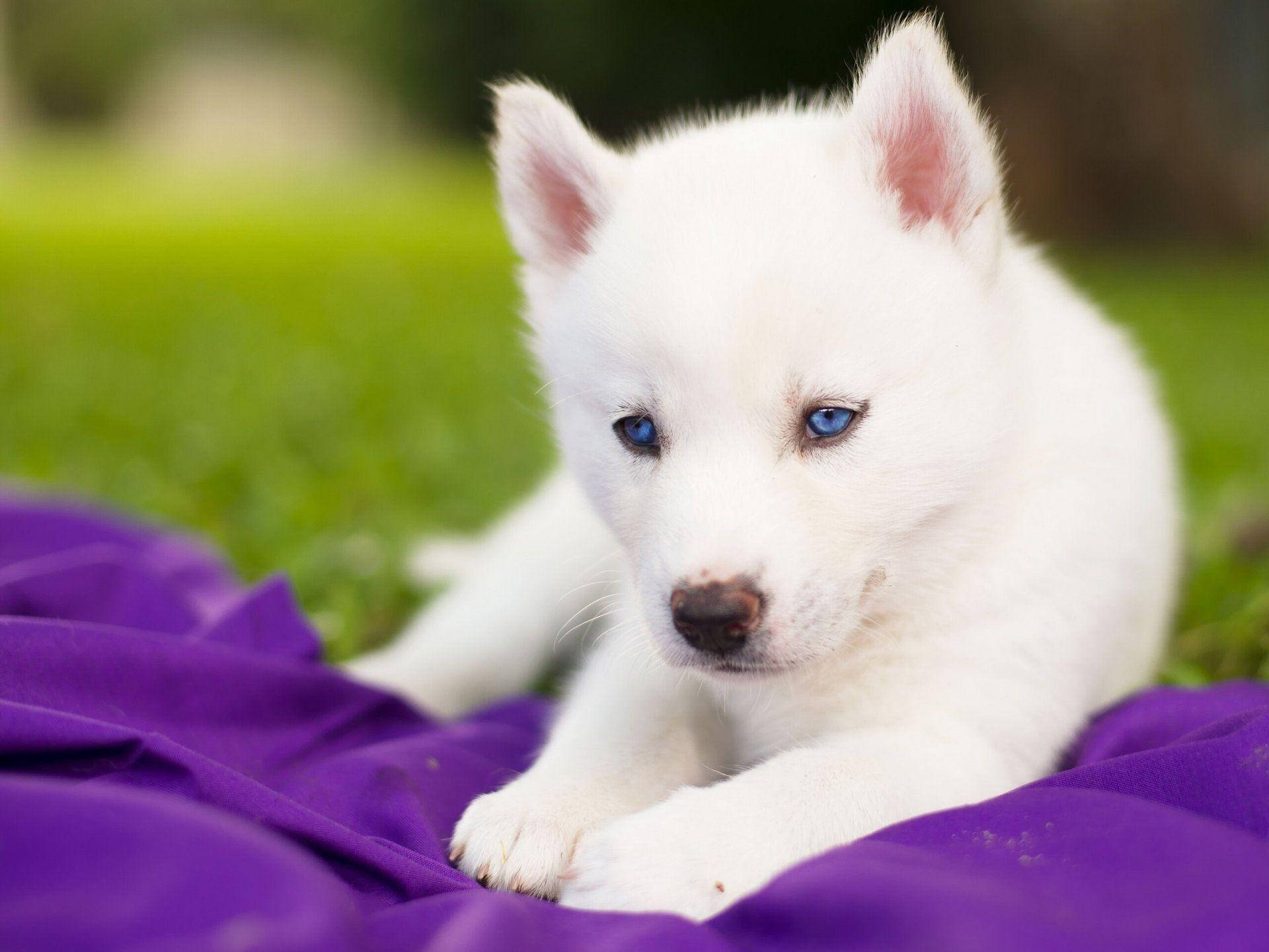 Dogs 桌布 壁紙 — 一隻毛茸茸的白色哈士奇幼犬，擁有引人注目的藍色眼睛，在柔和的綠色草地背景下，躺在紫色毯子上休息。
