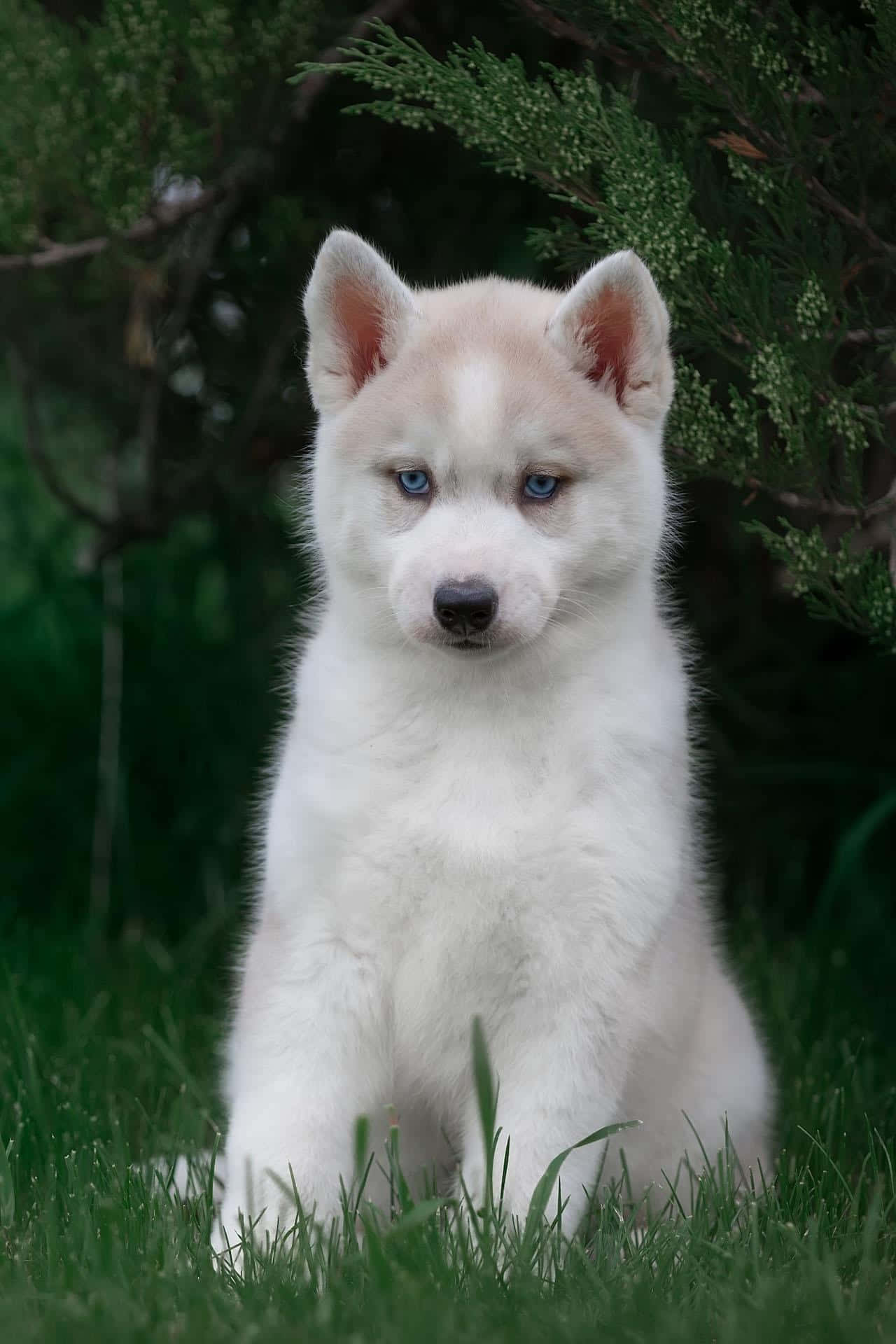 Cute Aesthetic Dog 桌布 壁紙 — 一隻毛茸茸的白色哈士奇幼犬，有著引人注目的藍色眼睛，警覺地坐在深綠色灌木叢下充滿活力的綠色草地上。