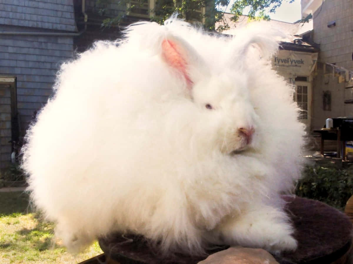 動物 桌布 壁紙 — 一隻毛茸茸的白色安哥拉兔，長毛，平靜地坐在陽光普照的後院中的一個深色坐墊上。