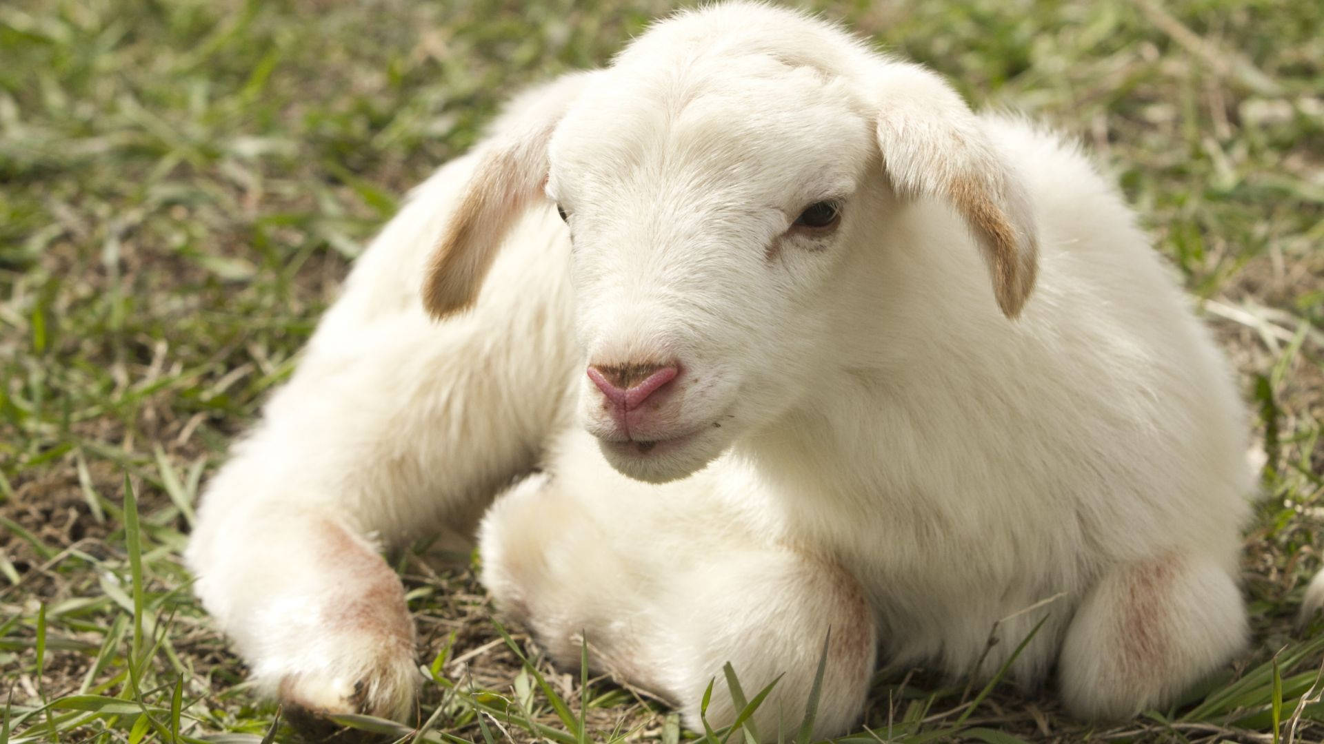 farm animals 桌布 壁紙 — 一隻毛茸茸的白色小山羊在明亮的陽光下，安詳地躺在綠草地上。