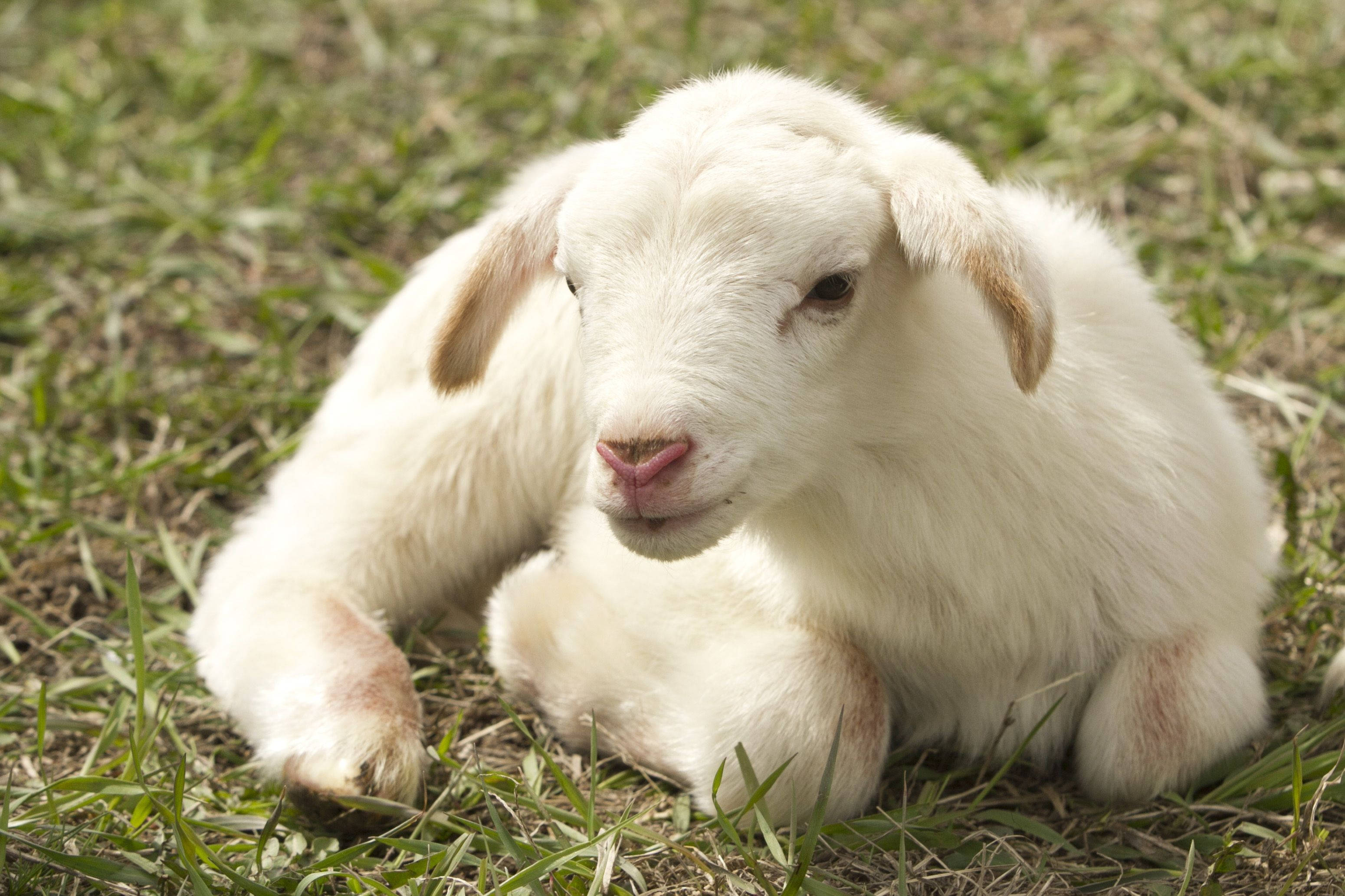 Lamb 桌布 壁紙 — 一隻毛茸茸的白色小山羊在綠草地上平靜地休息，柔和陽光突顯其天真無邪的眼神。