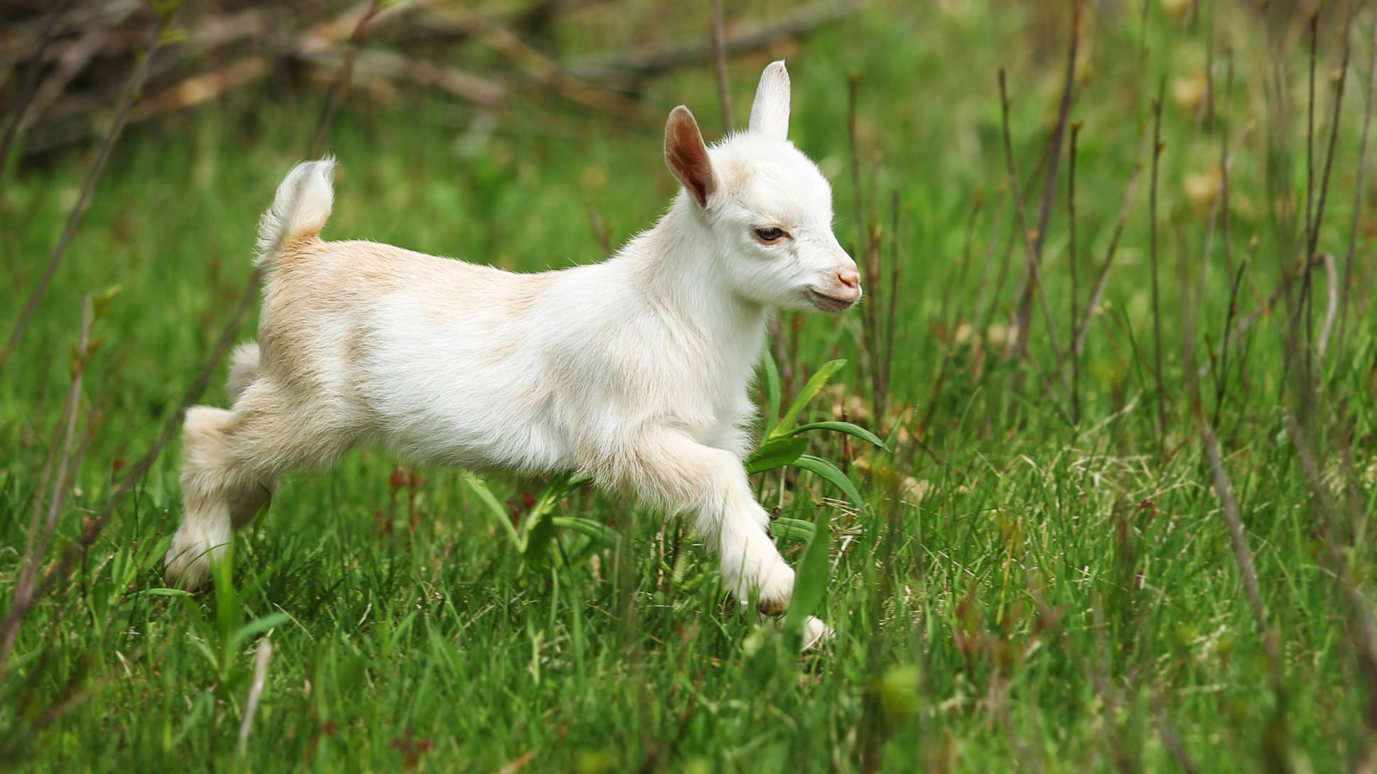 goats 桌布 壁紙 — 一隻毛茸茸的白色小山羊在陽光明媚的草地上，開心地跳過翠綠的草叢。