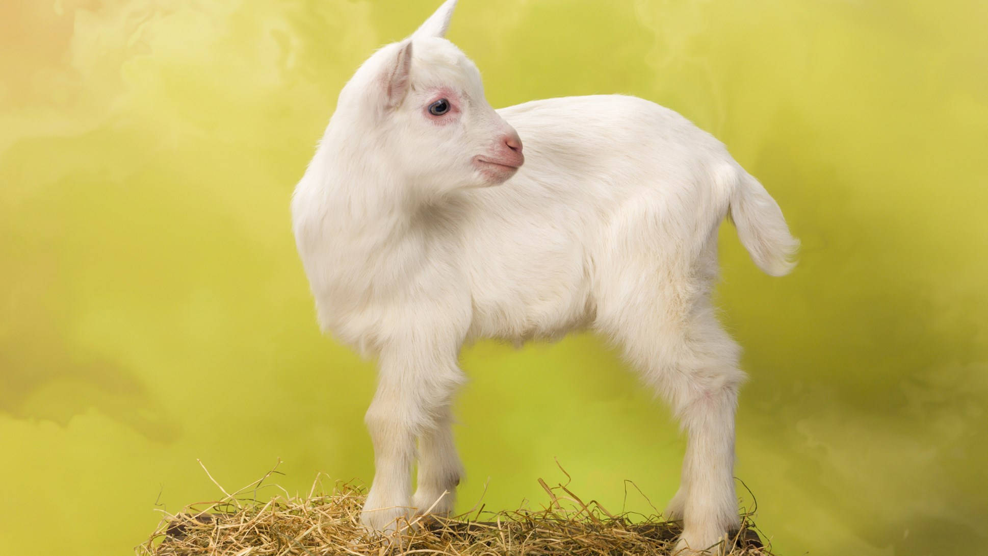 adorable 桌布 壁紙 — 一隻毛茸茸的白色小山羊站在一堆乾草上，背景是柔和的黃綠色漸層。