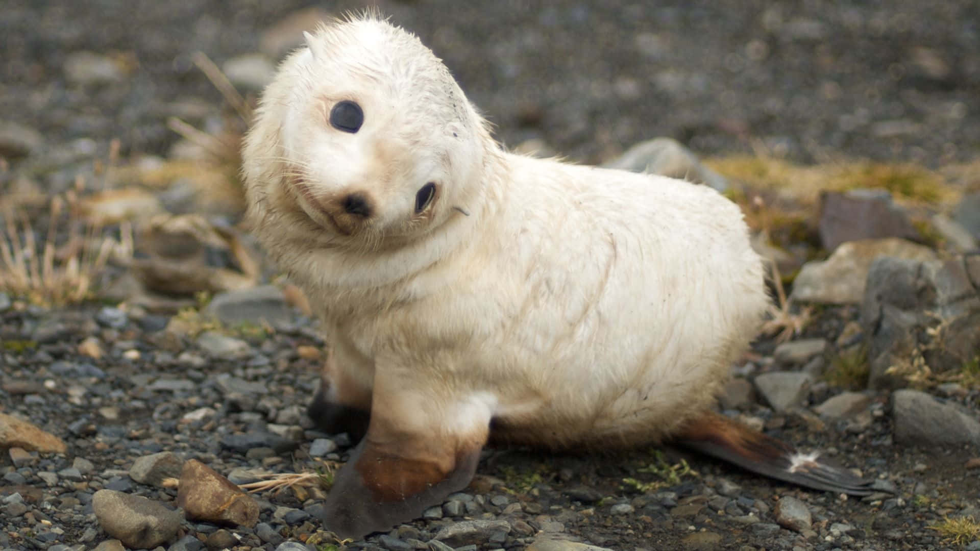 baby animal 桌布 壁紙 — 一隻毛茸茸的白色小海豹坐在岩石海岸上，有著好奇的眼睛和深色的鰭狀肢。
