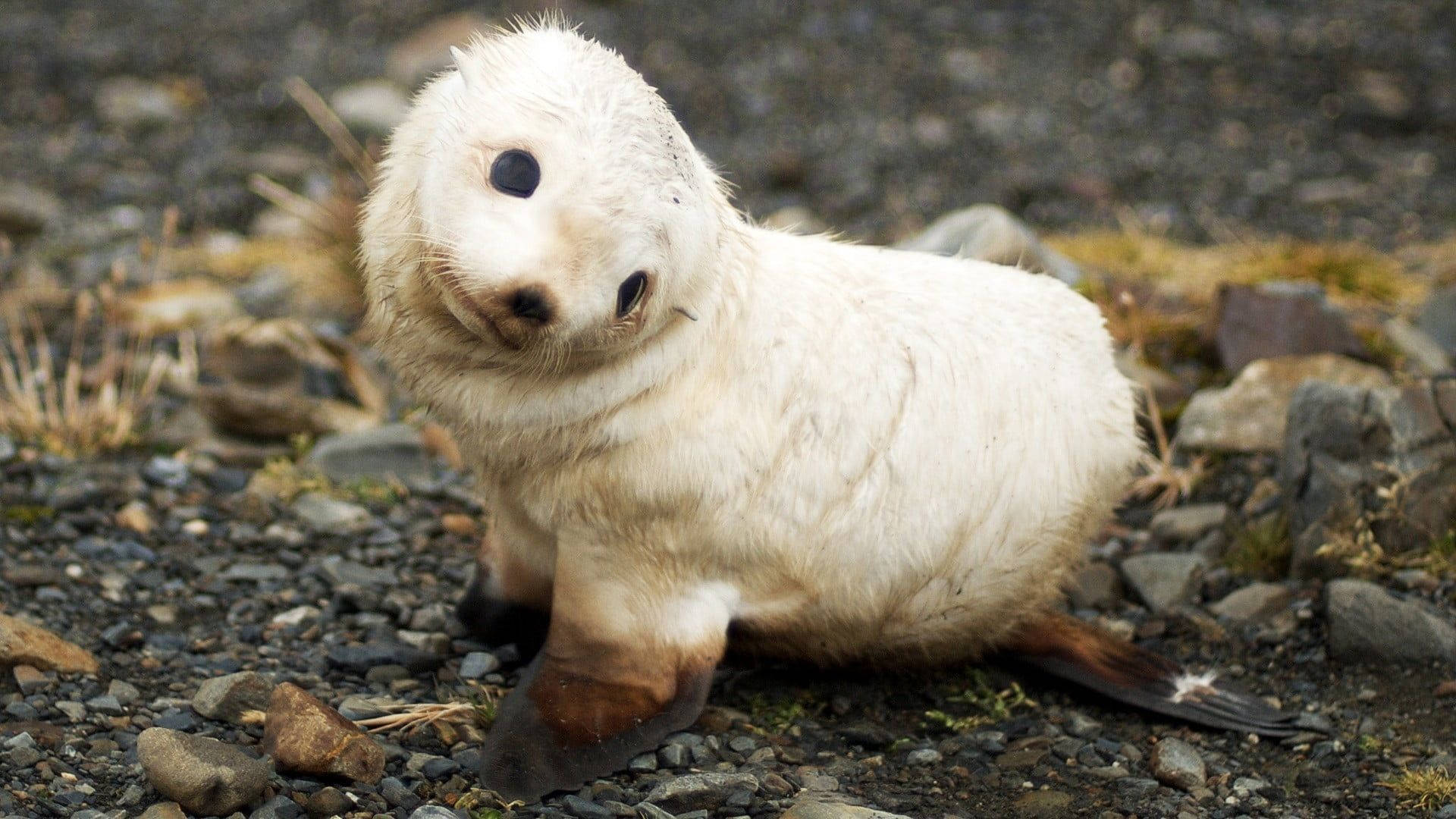 animals 桌布 壁紙 — 一隻毛茸茸的白色小海豹坐在岩石海岸上，帶著好奇的眼睛和深色的鰭狀肢。