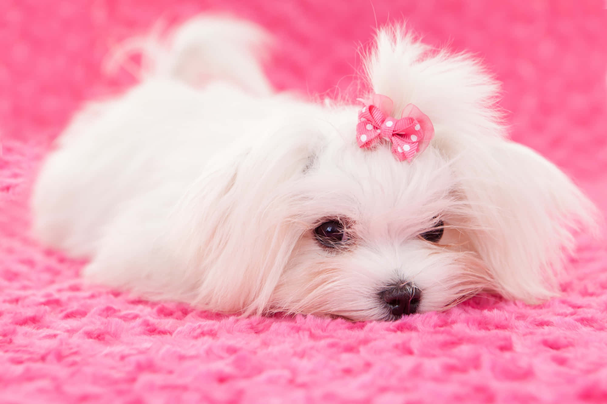 Maltese Puppy 桌布 壁紙 — 一隻毛茸茸的白色小狗，戴著粉紅色蝴蝶結，躺在充滿活力的粉紅色紋理毯子上休息。
