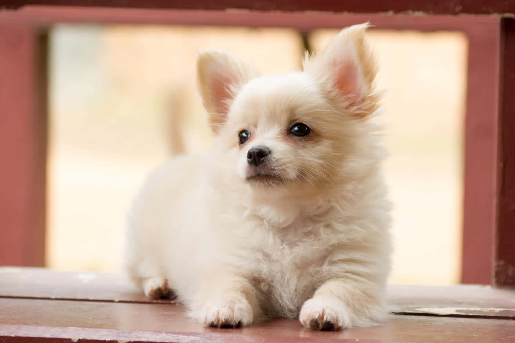 Chihuahua 桌布 壁紙 — 一隻毛茸茸的白色小狗，有大耳朵，平靜地坐在由紅木框著的木質表面上。
