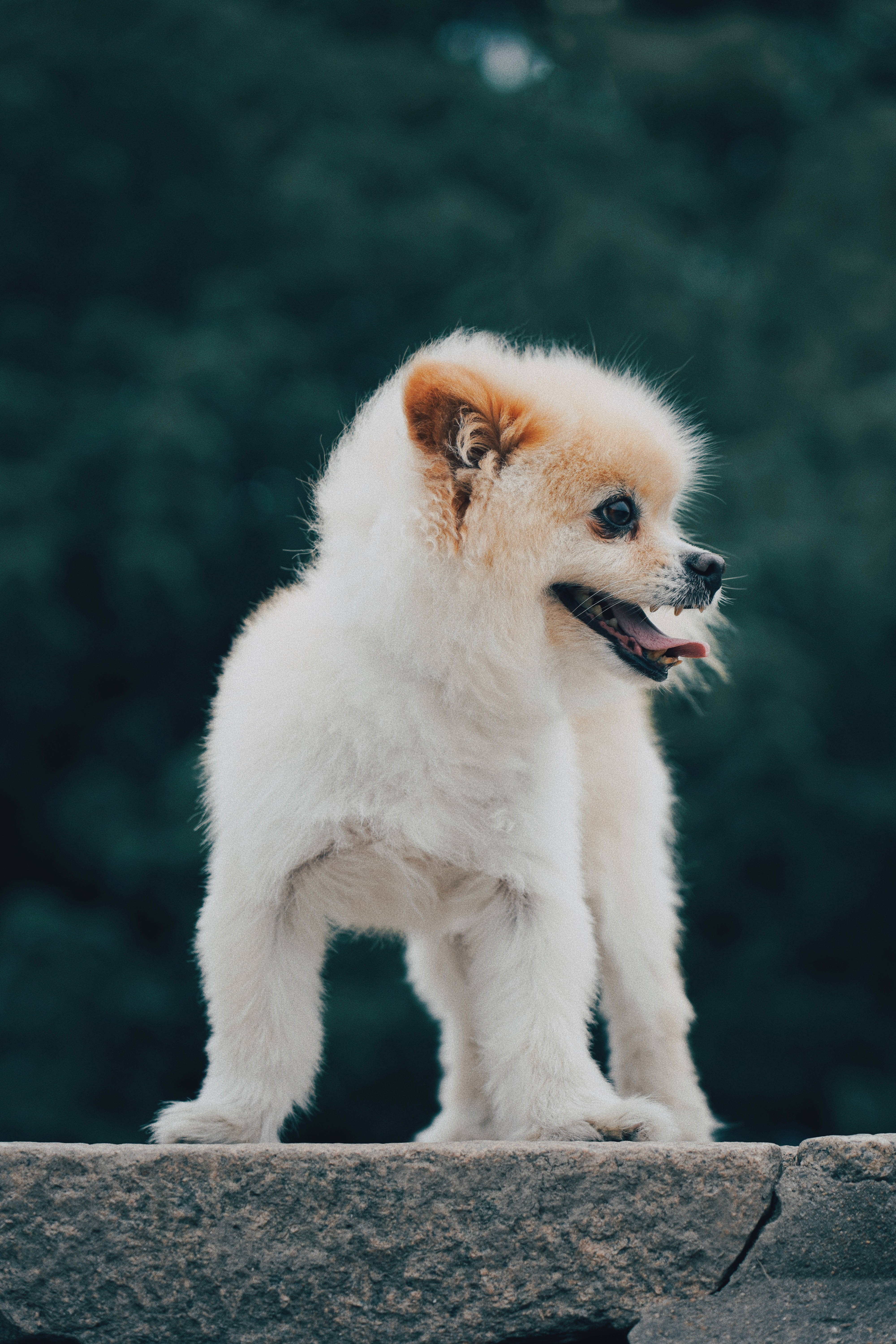 Pomeranian 桌布 壁紙 — 一隻毛茸茸的白色小狗，有橙色耳朵，警覺地站在石緣上，背景是模糊的綠色森林。