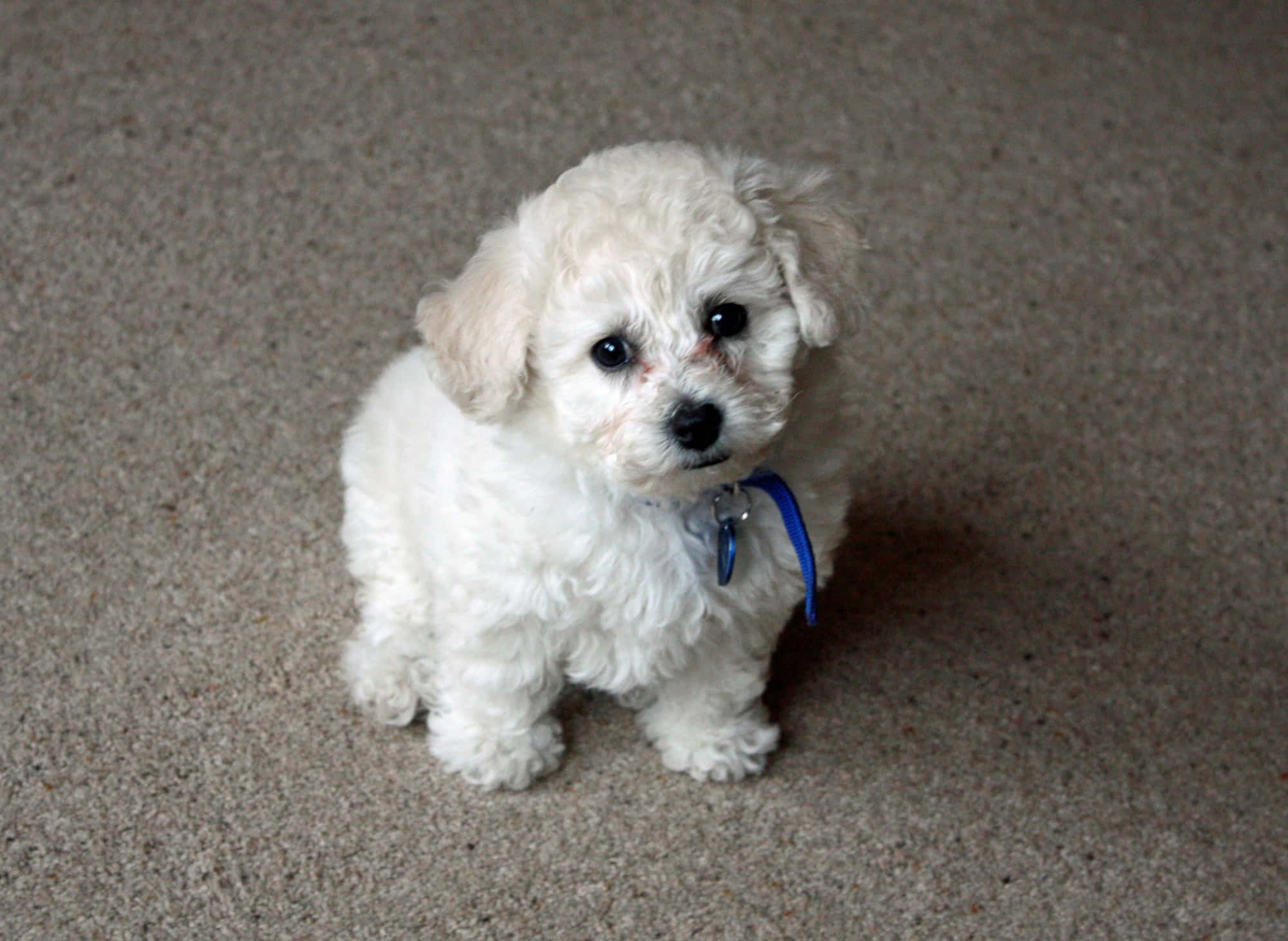 Bichon Frise 桌布 壁紙 — 一隻毛茸茸的白色小狗，有著大大的深色眼睛，戴著藍色項圈，專注地坐在米色地毯上。