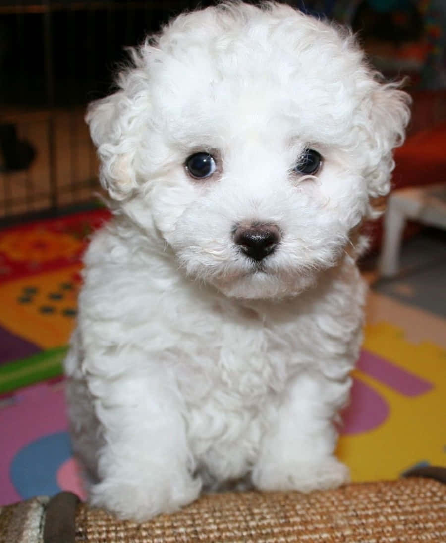 Bichon Frise 桌布 壁紙 — 一隻毛茸茸的白色小狗，有著大大的黑色眼睛，專注地坐在室內色彩繽紛的遊戲墊上。