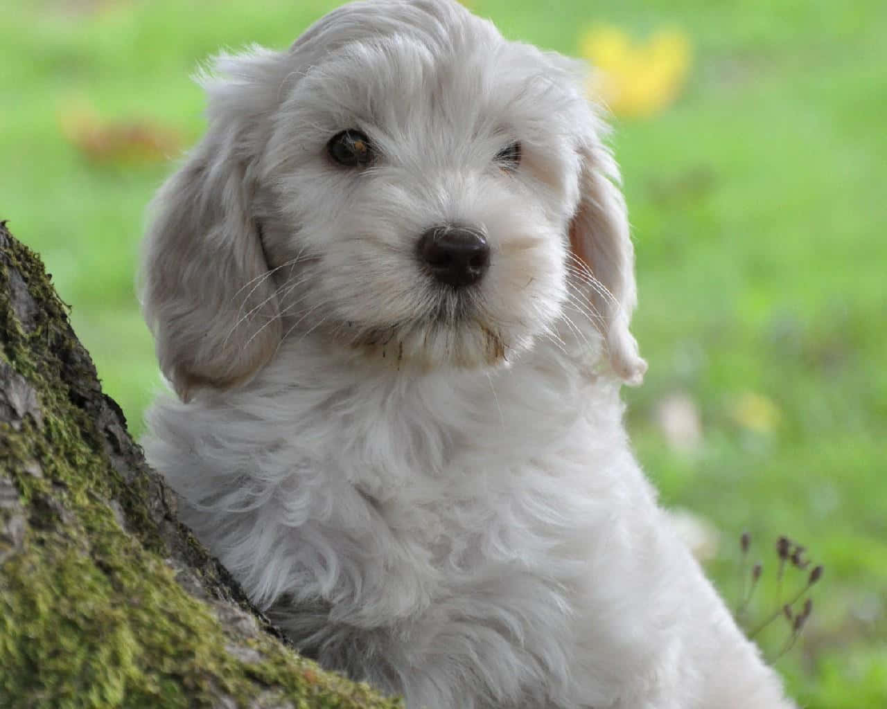 Labradoodle 桌布 壁紙 — 一隻毛茸茸的白色小狗，有著大大的深色眼睛，從長滿青苔的樹幹後面好奇地窺視著陽光明媚的草地。