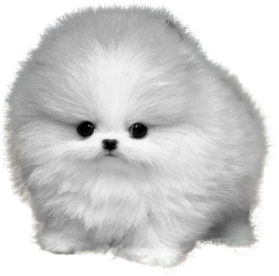 Pomeranian 桌布 壁紙 — 一隻毛茸茸的白色小狗，有著大大的深色眼睛，坐在純黑色背景前直視前方。