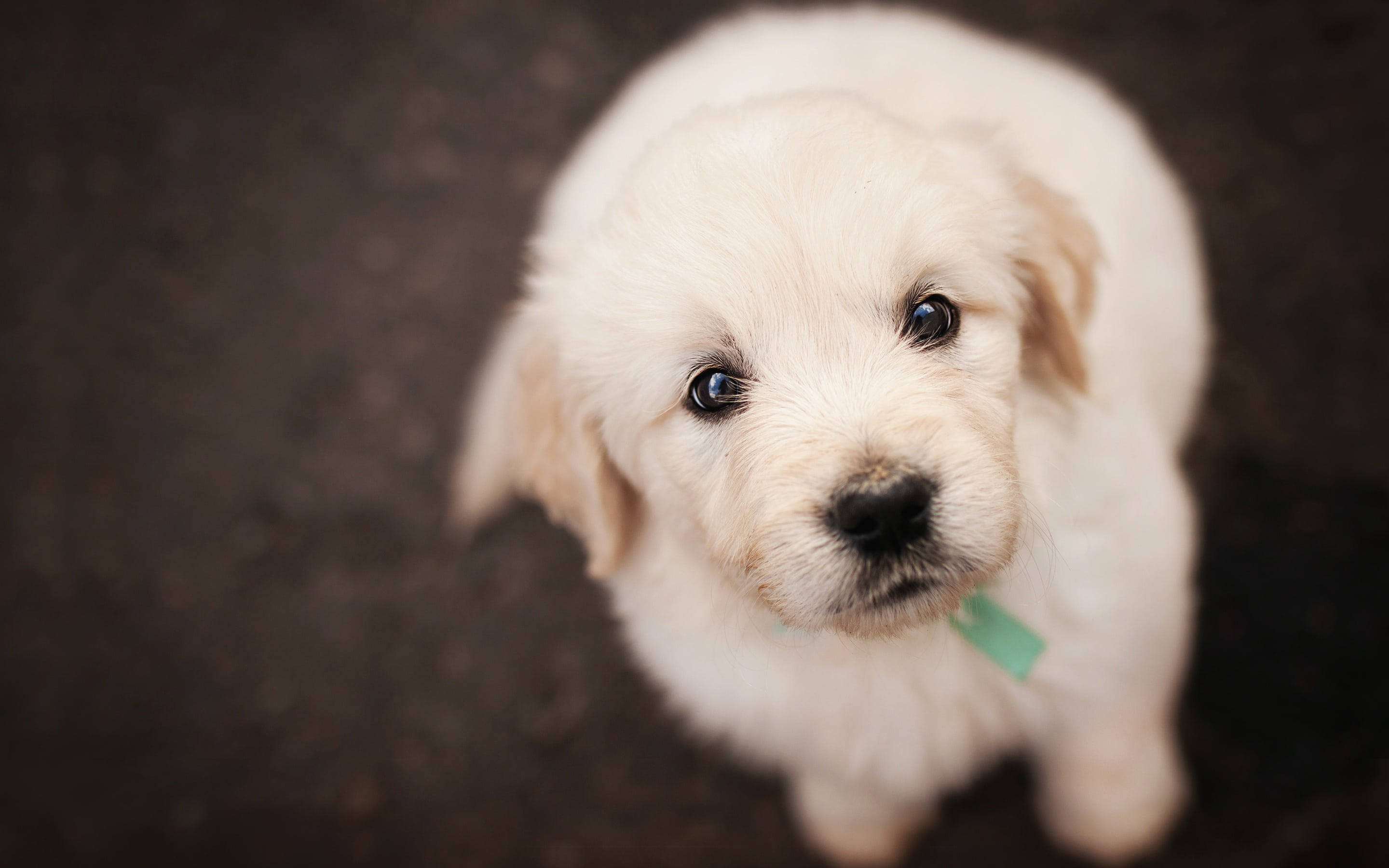 黃金獵犬幼犬 桌布 壁紙 — 一隻毛茸茸的白色小狗，有著大大的黑色眼睛，從黑暗的地面向上看，戴著綠色項圈。