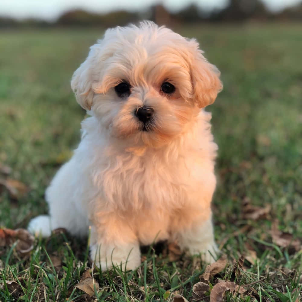Maltese Puppy 桌布 壁紙 — 一隻毛茸茸的白色小狗，有著大大的黑色眼睛，專注地坐在散落著落葉的草地上。