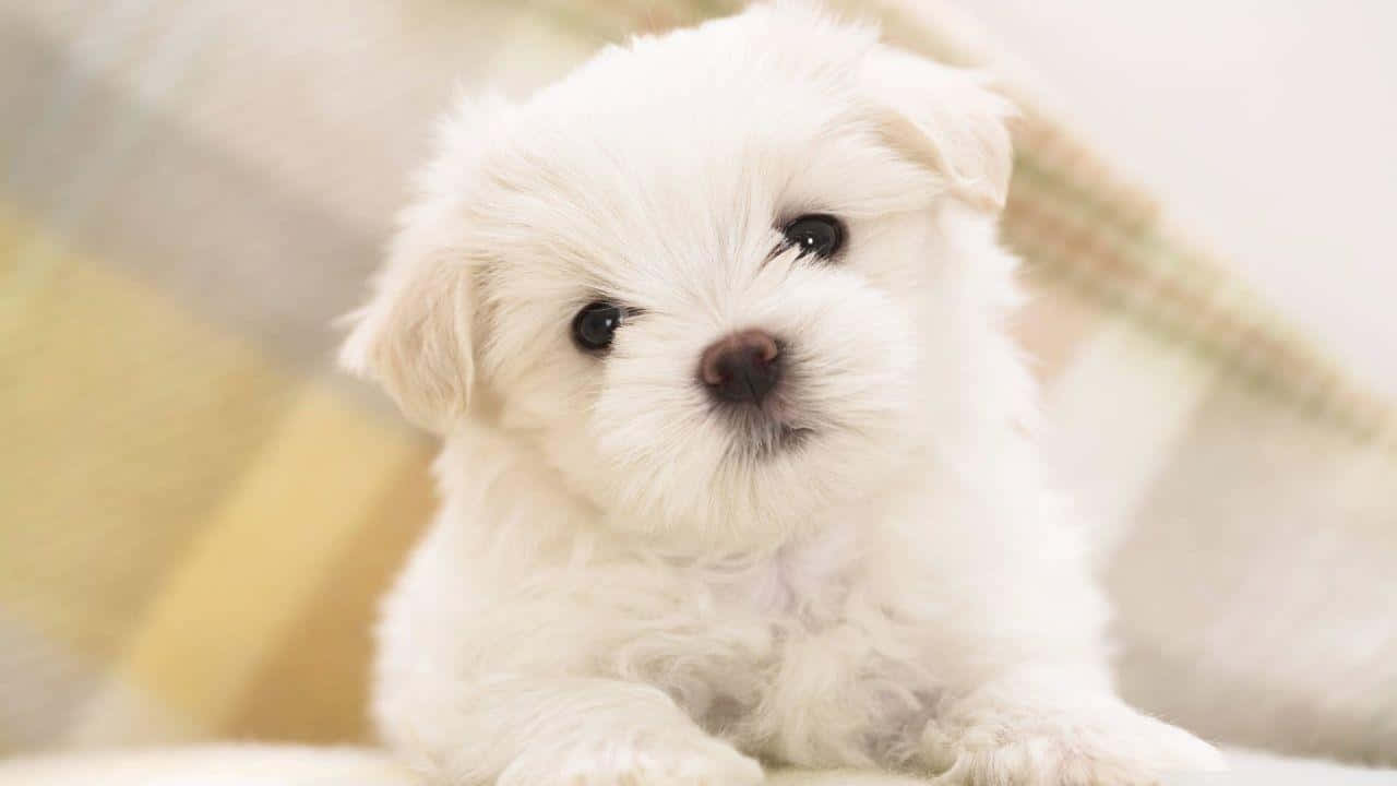 Fluffy Puppy 桌布 壁紙 — 一隻毛茸茸的白色小狗，有著大大的深色眼睛，可愛地坐在柔軟的格子毯上，直視鏡頭。