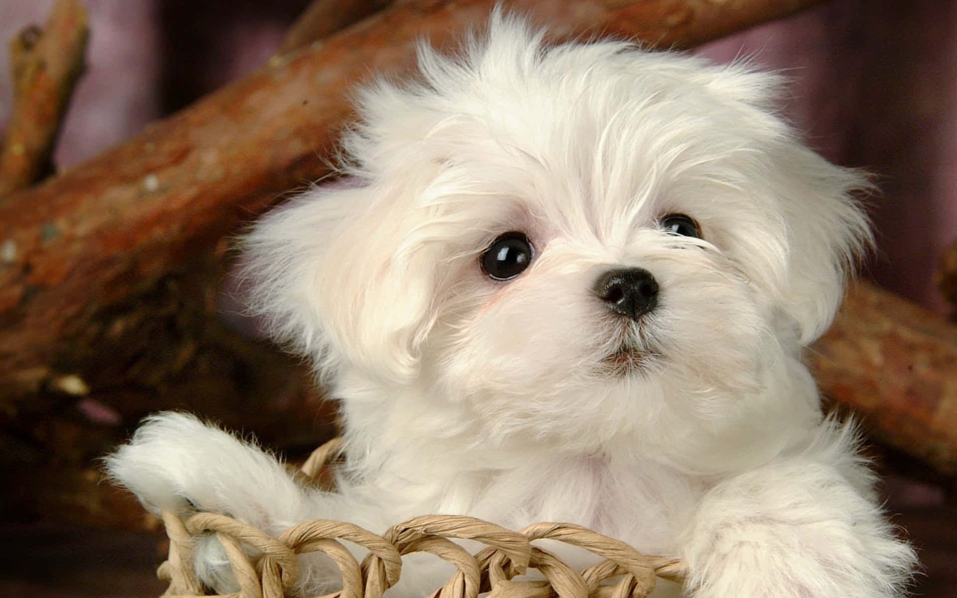 Maltese Puppy 桌布 壁紙 — 一隻毛茸茸的白色小狗，有著大大的黑色眼睛，可愛地坐在一個由樹枝圍繞的編織籃子裡。