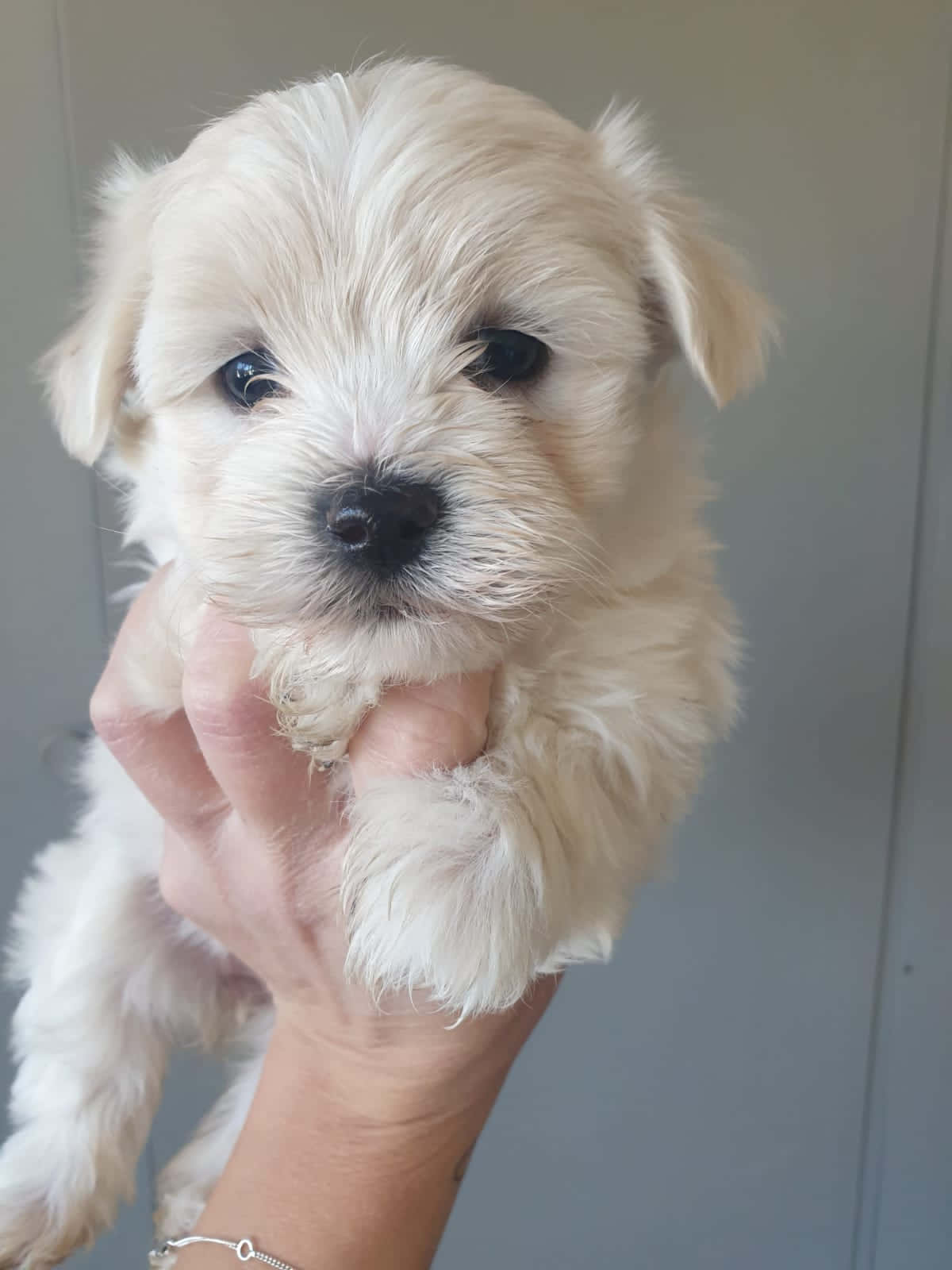 Maltese Puppies 桌布 壁紙 — 一隻毛茸茸的白色小狗，有著大大的黑色眼睛，被輕輕地捧在一個人的手中，背景是純灰色的牆壁。