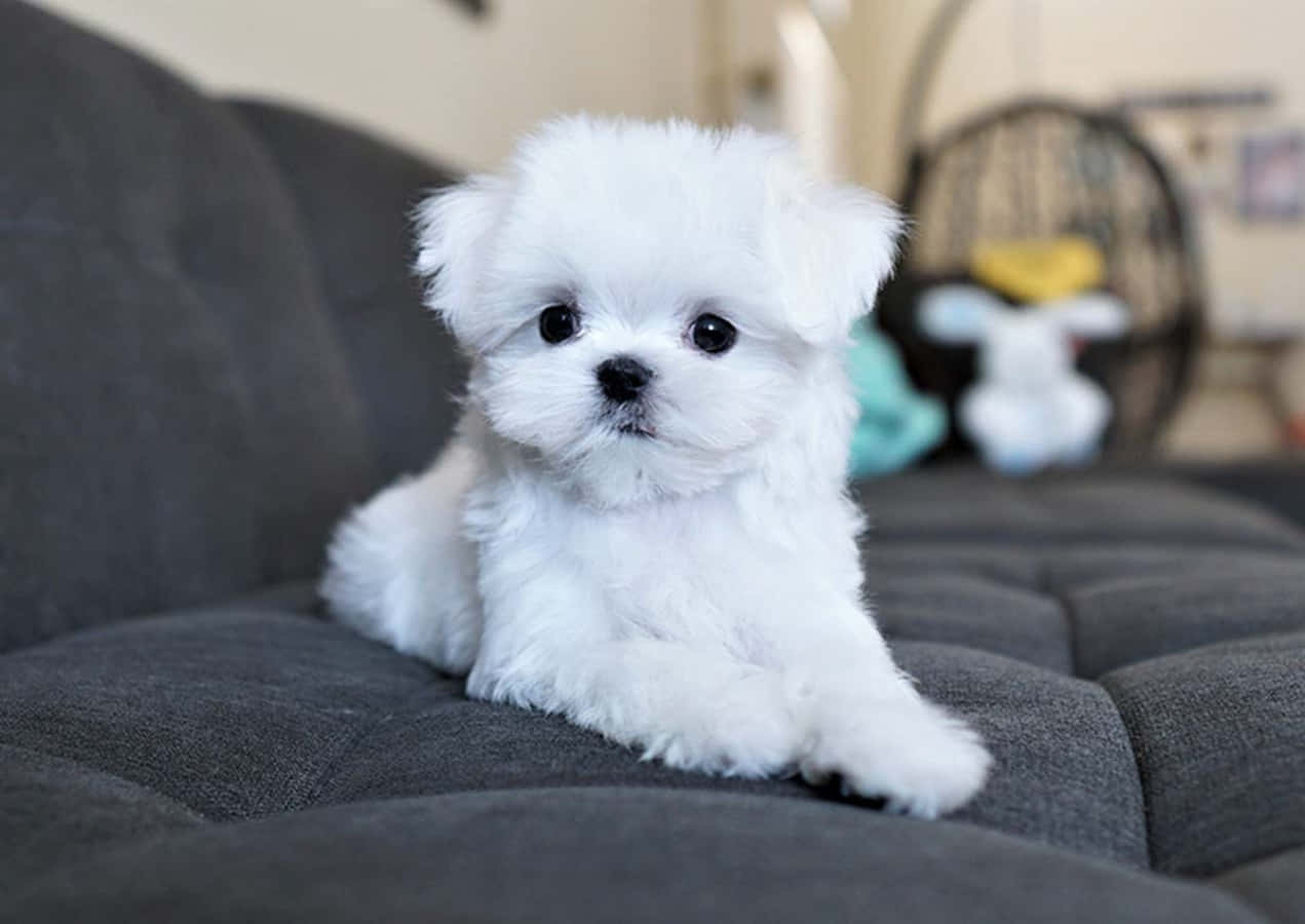 Maltese Puppy 桌布 壁紙 — 一隻毛茸茸的白色小狗，有著大大的黑色眼睛，可愛地坐在深灰色沙發上，直視鏡頭。
