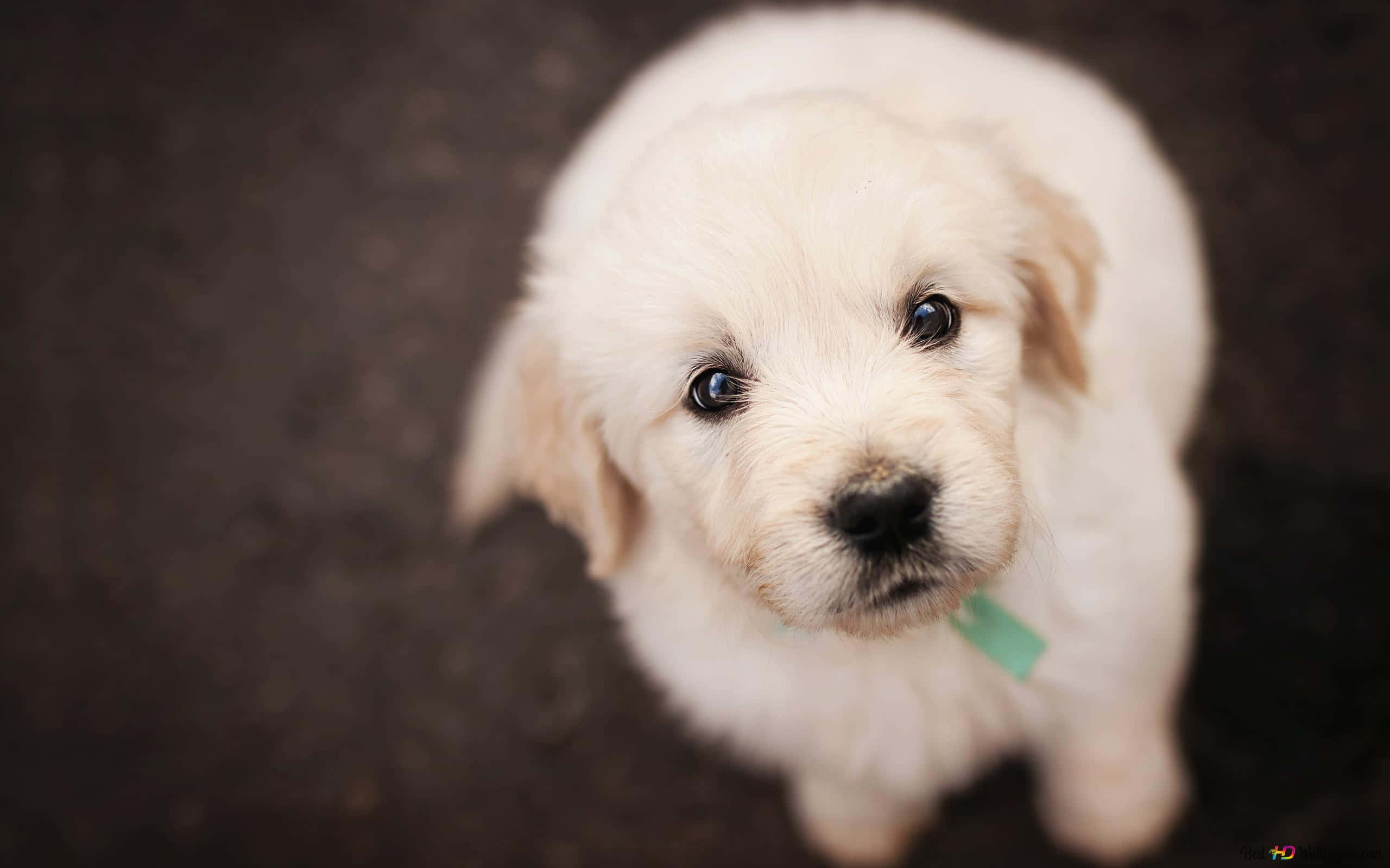 golden retriever puppy 桌布 壁紙 — 一隻毛茸茸的白色小狗，有著大大的黑色眼睛，從深色紋理地板上抬頭看。
