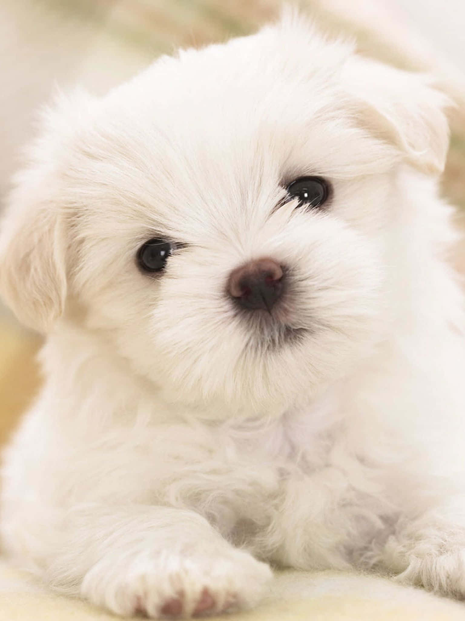 Dog iPhone 桌布 壁紙 — 一隻毛茸茸的白色小狗，有著大大的深色眼睛，在溫暖模糊的背景前溫柔地凝視著相機。