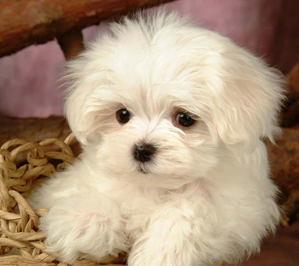 Maltese Puppy 桌布 壁紙 — 一隻毛茸茸的白色小狗，有著大大的黑色眼睛，可愛地坐在編織籃子裡，直視鏡頭。