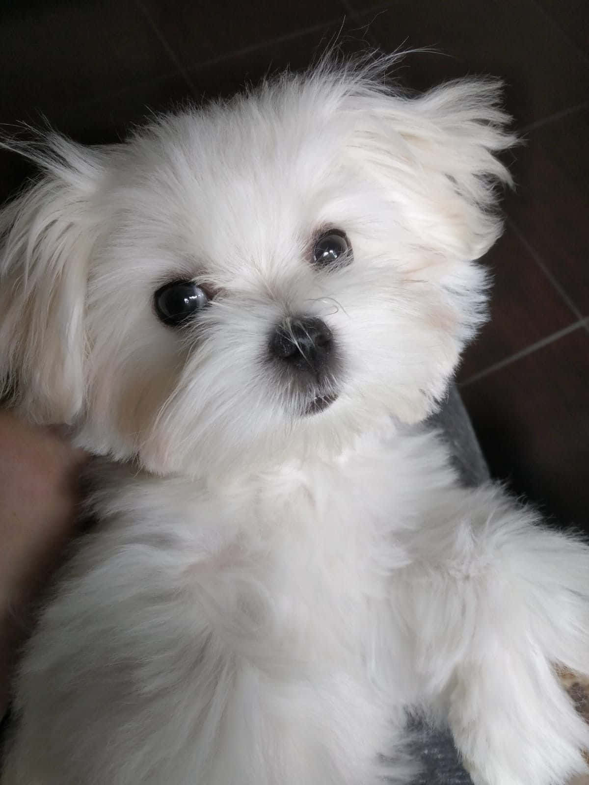 Maltese Puppy 桌布 壁紙 — 一隻毛茸茸的白色小狗，有著大大的深色眼睛，從深色瓷磚地板上好奇地抬頭看。