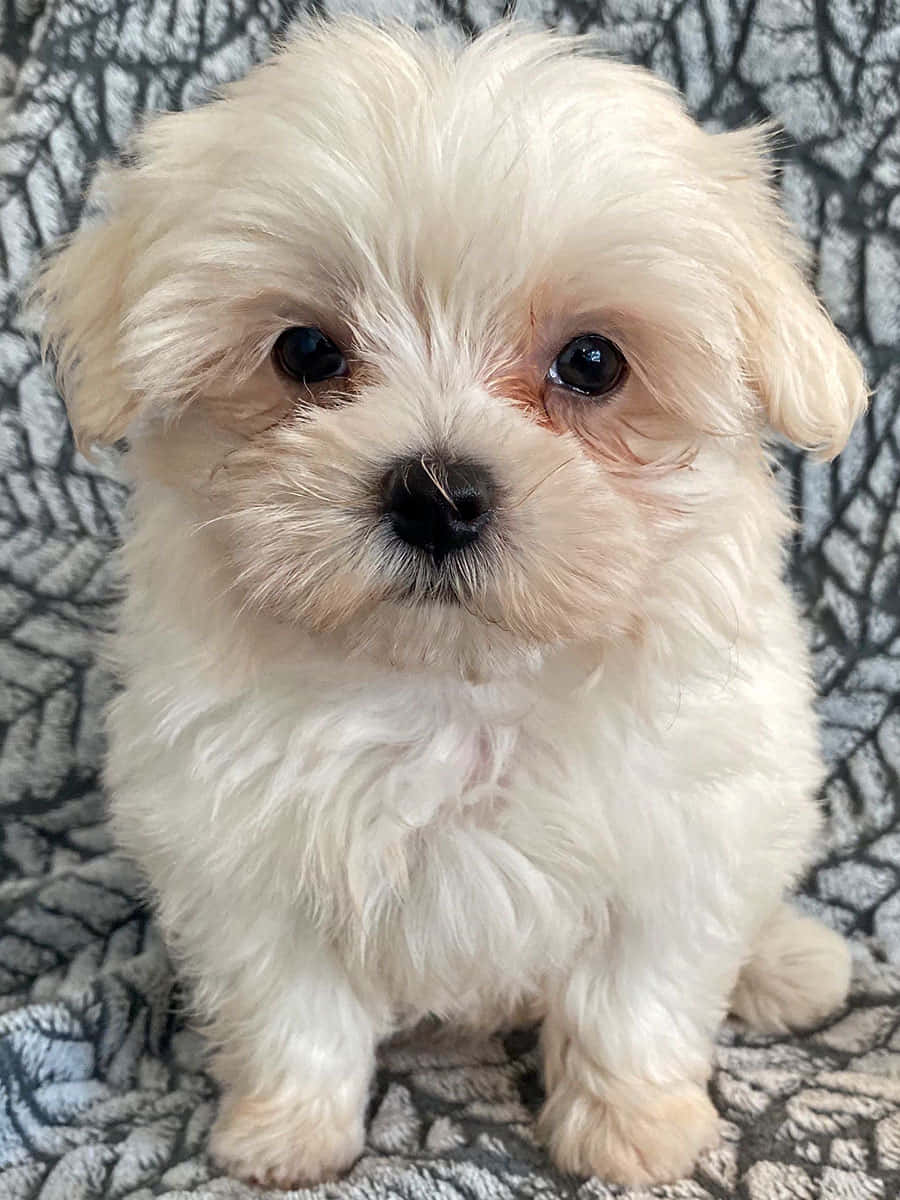 Maltese Puppies 桌布 壁紙 — 一隻毛茸茸的白色小狗，有著大大的黑色眼睛，可愛地坐在灰色圖案毯子上。
