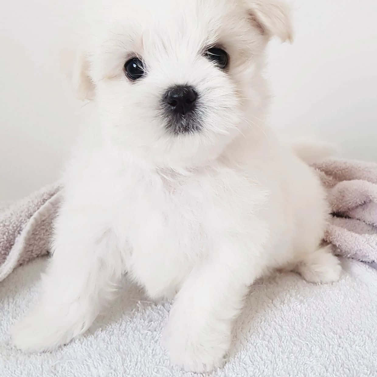 Maltese Puppies 桌布 壁紙 — 一隻毛茸茸的白色小狗，有著大大的黑色眼睛，可愛地坐在柔軟的毛巾上，背景簡潔。