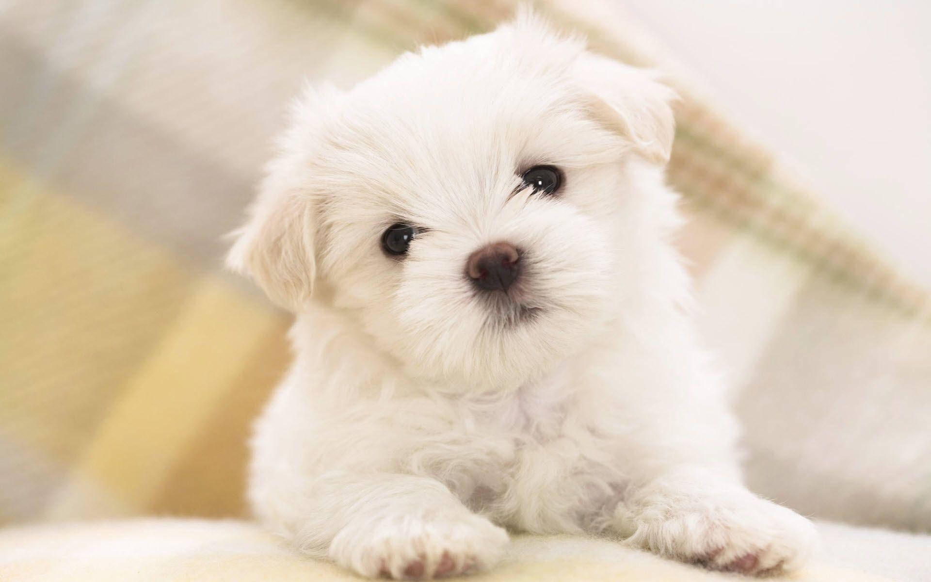 可愛動物動圖 桌布 壁紙 — 一隻毛茸茸的白色小狗，有著大大的黑色眼睛，可愛地坐在柔軟的格子毯上。