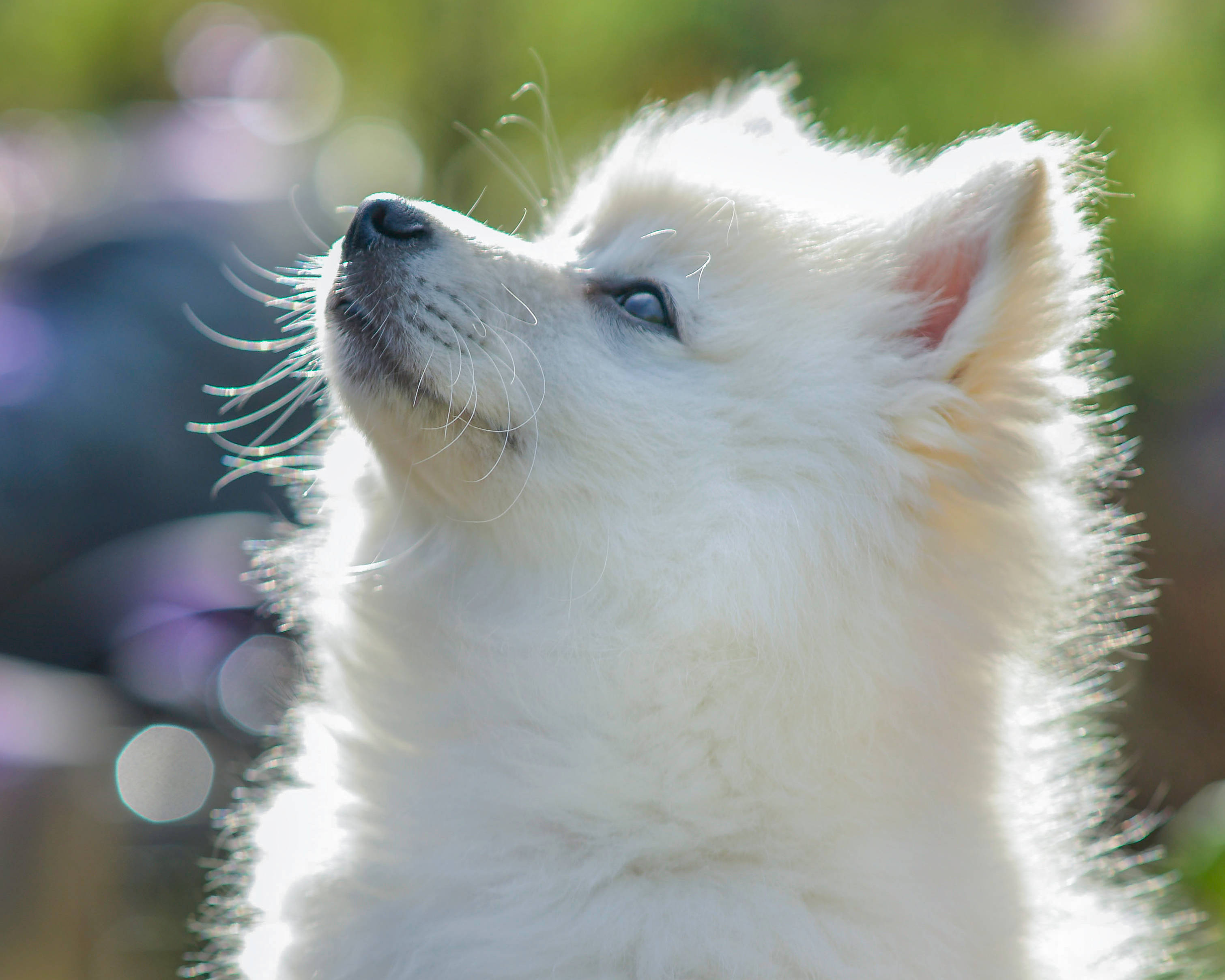 Pomeranian 桌布 壁紙 — 一隻毛茸茸的白色小狗，有著明亮的藍色眼睛，在柔和陽光下對著模糊的綠色背景向上凝視。
