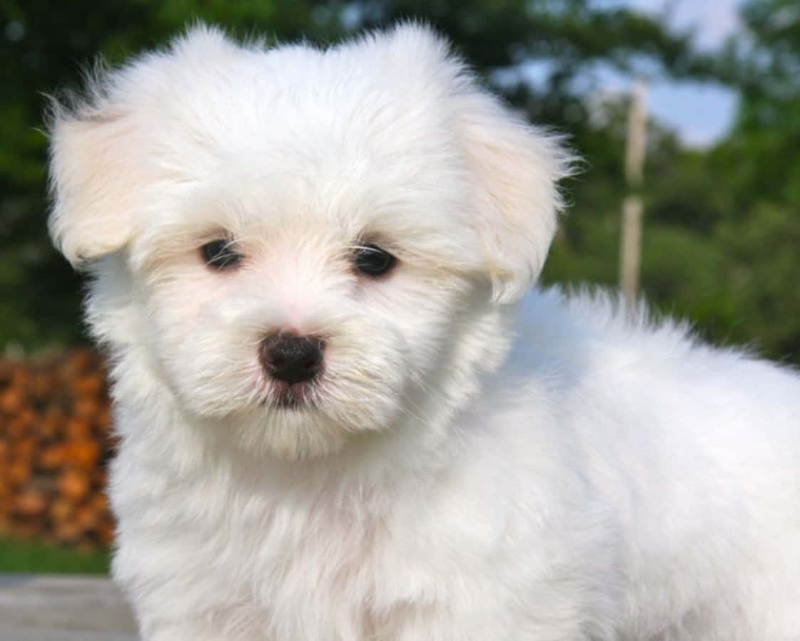 Maltese Puppy 桌布 壁紙 — 一隻毛茸茸的白色小狗，有著深色的眼睛和鼻子，在模糊的綠色戶外背景下溫柔地凝視著鏡頭。