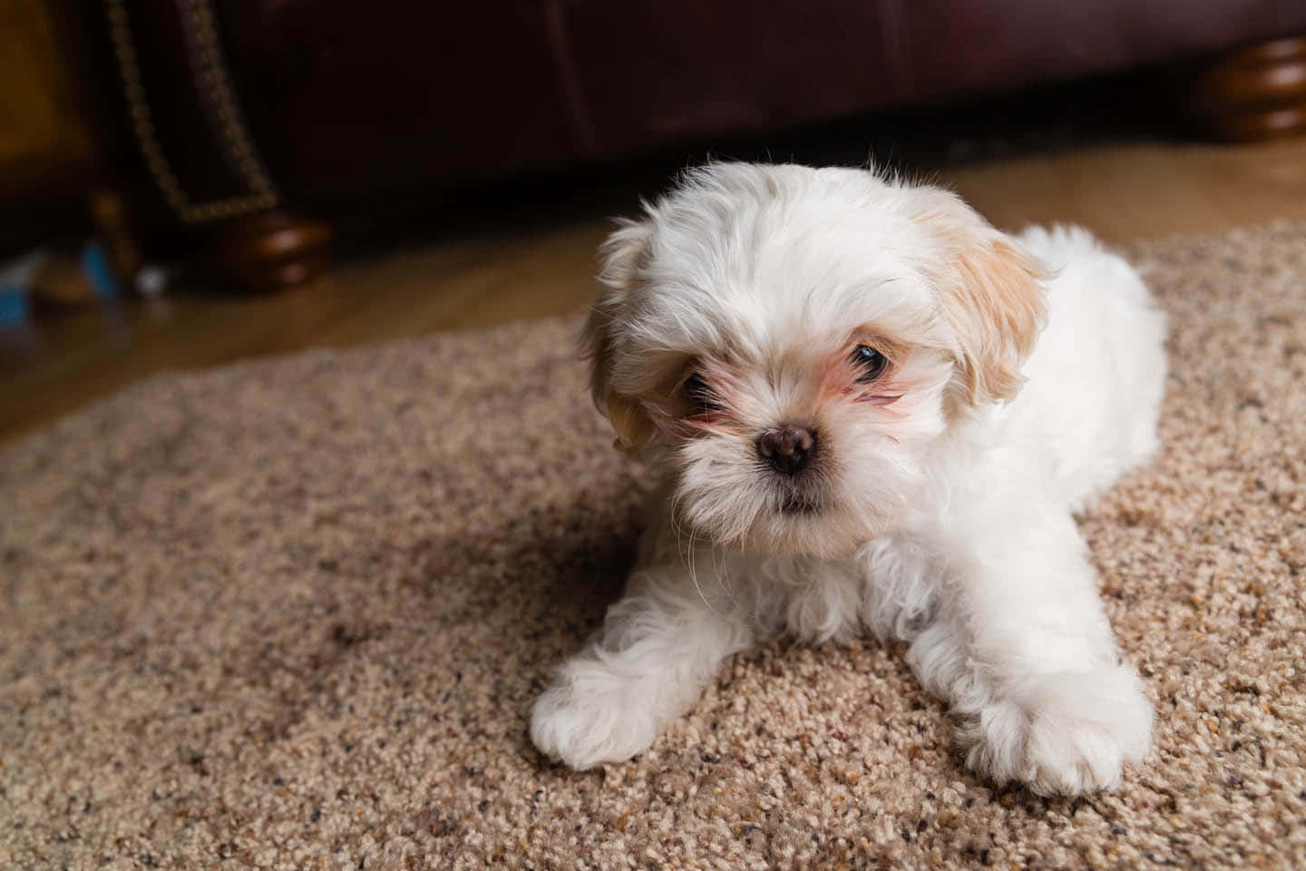 shih tzu 桌布 壁紙 — 一隻毛茸茸的白色小狗，毛髮柔軟，躺在米色地毯上，睜大眼睛抬頭看著附近的棕色皮革沙發。