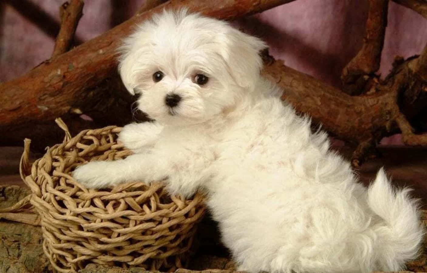 Maltese Puppy 桌布 壁紙 — 一隻毛茸茸的白色小狗，深色眼睛，可愛地坐在一個由鄉村木枝環繞的編織籃子裡。